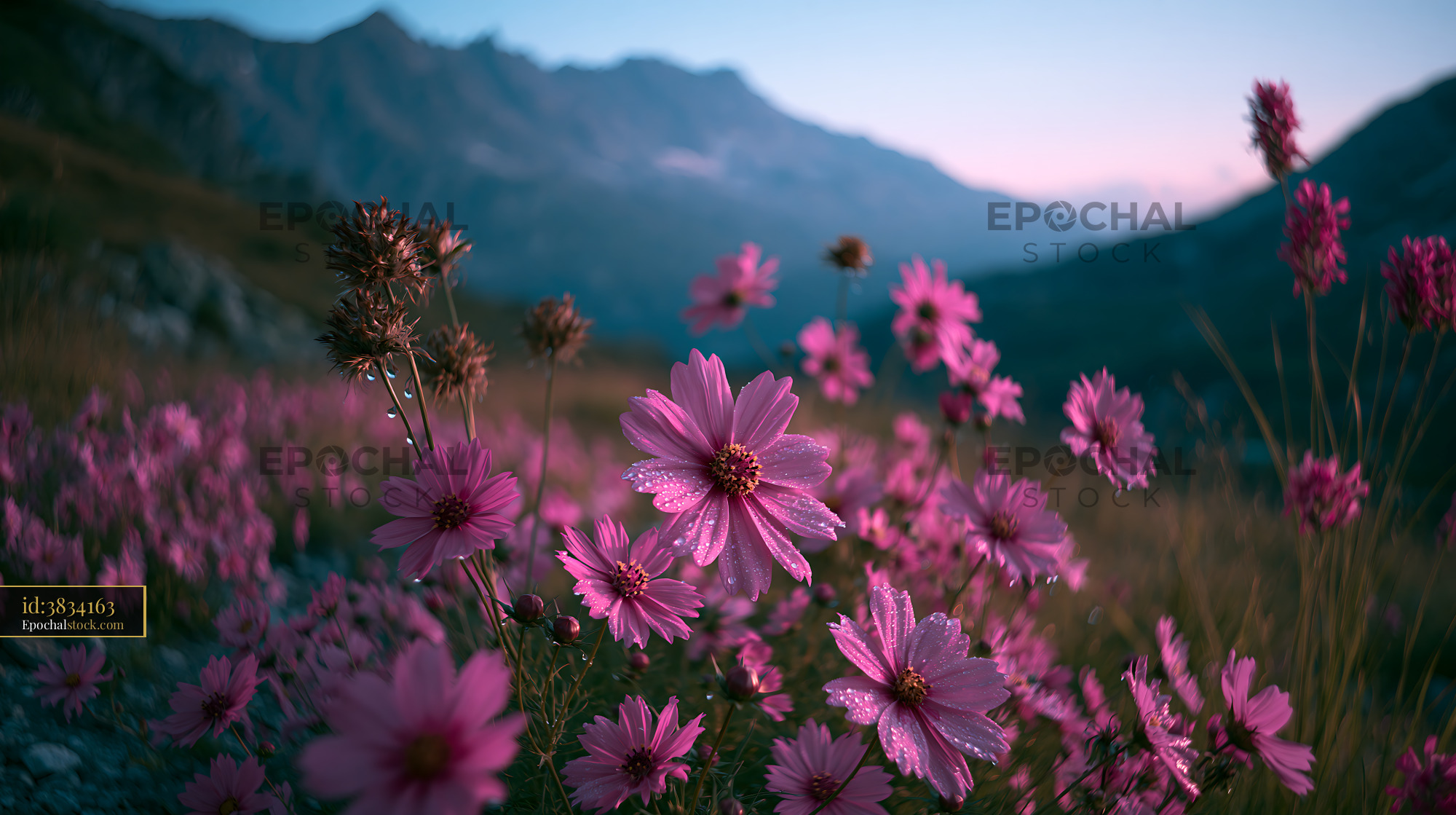 Watermarked full-resolution preview of Vibrant pink flowers blooming in mountain valley at sunset