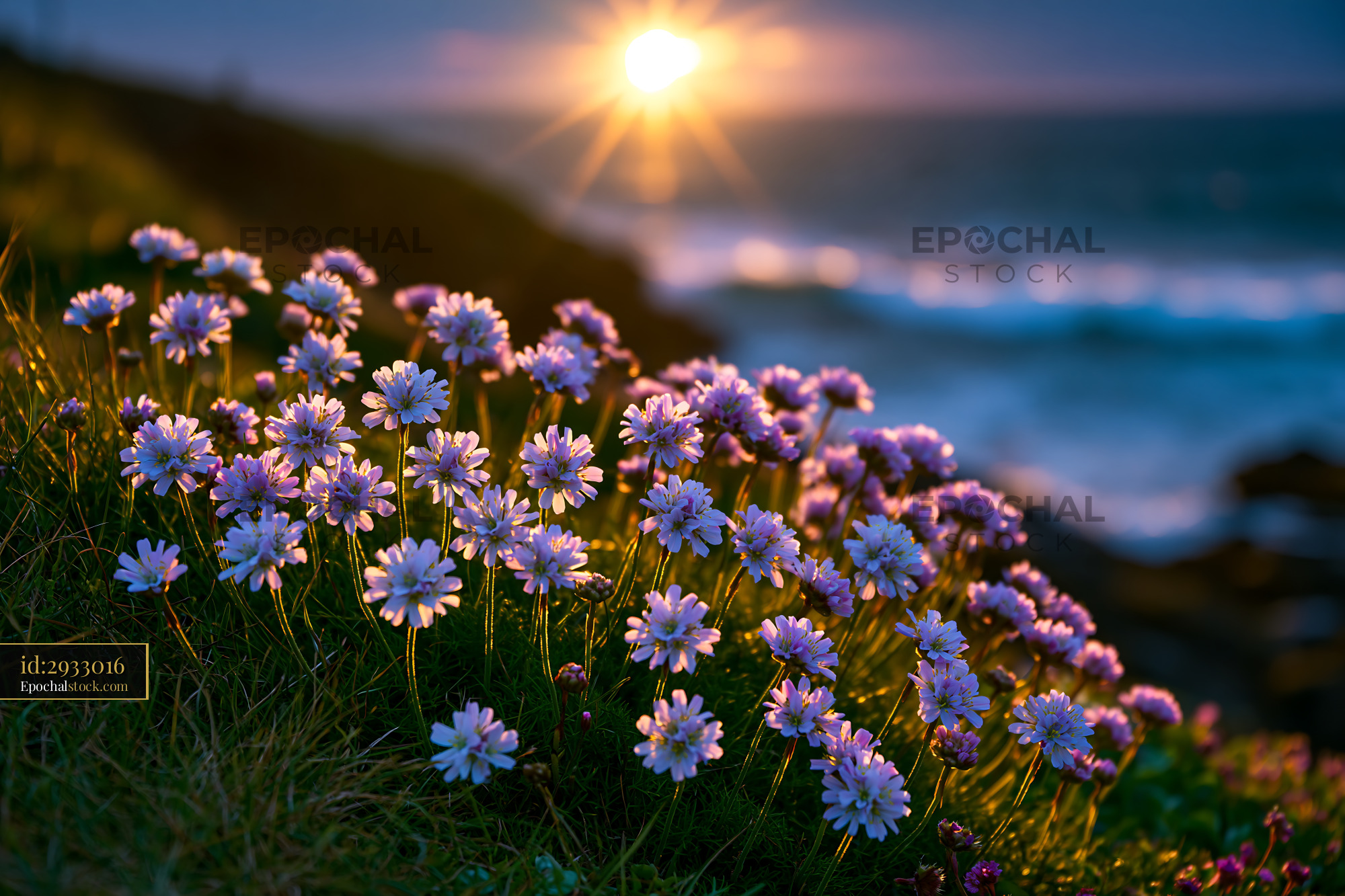 Watermarked full-resolution preview of Flowers bloom by the ocean at sunset
