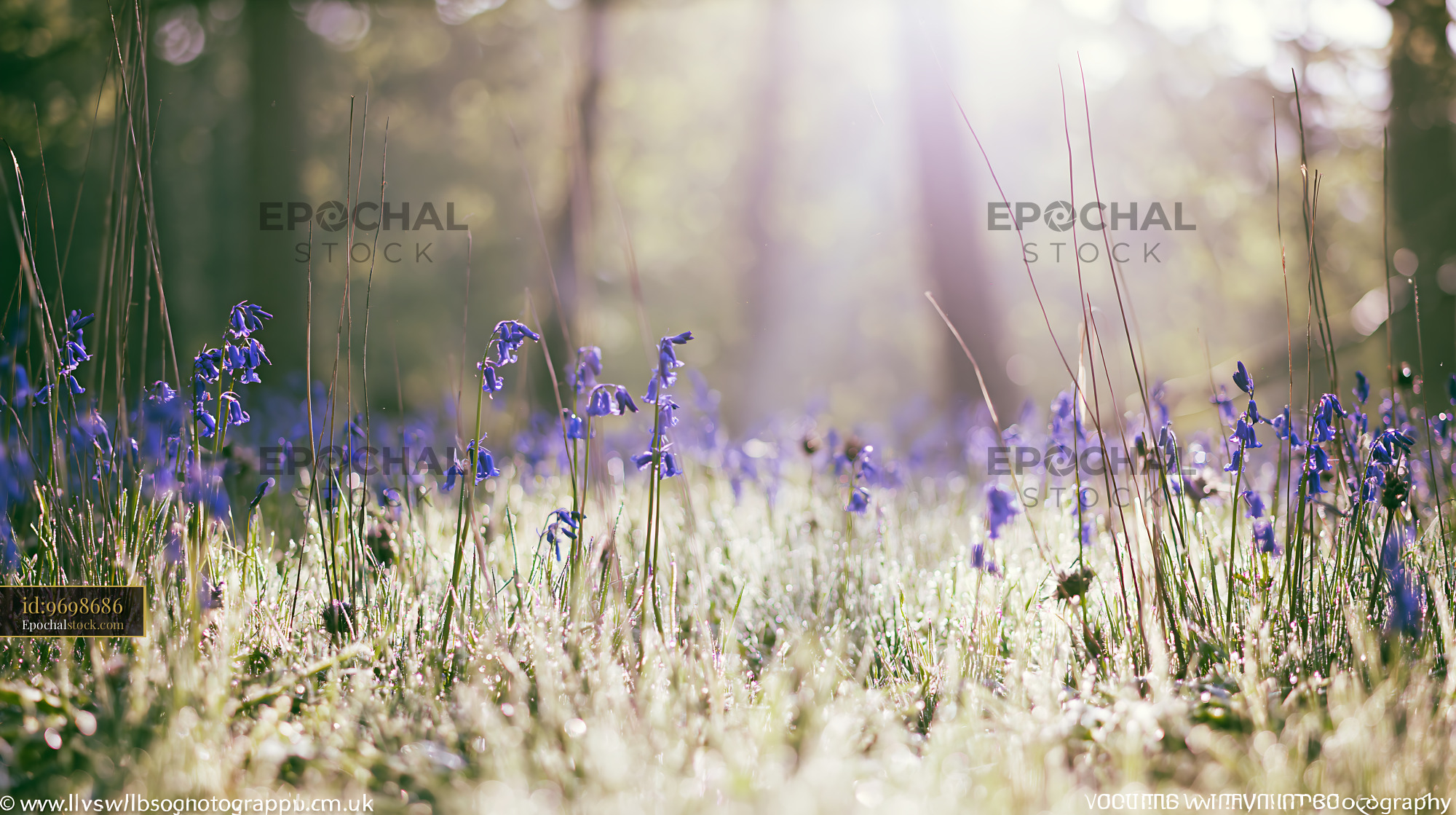 Watermarked full-resolution preview of Bluebells blooming in a sunlit forest clearing