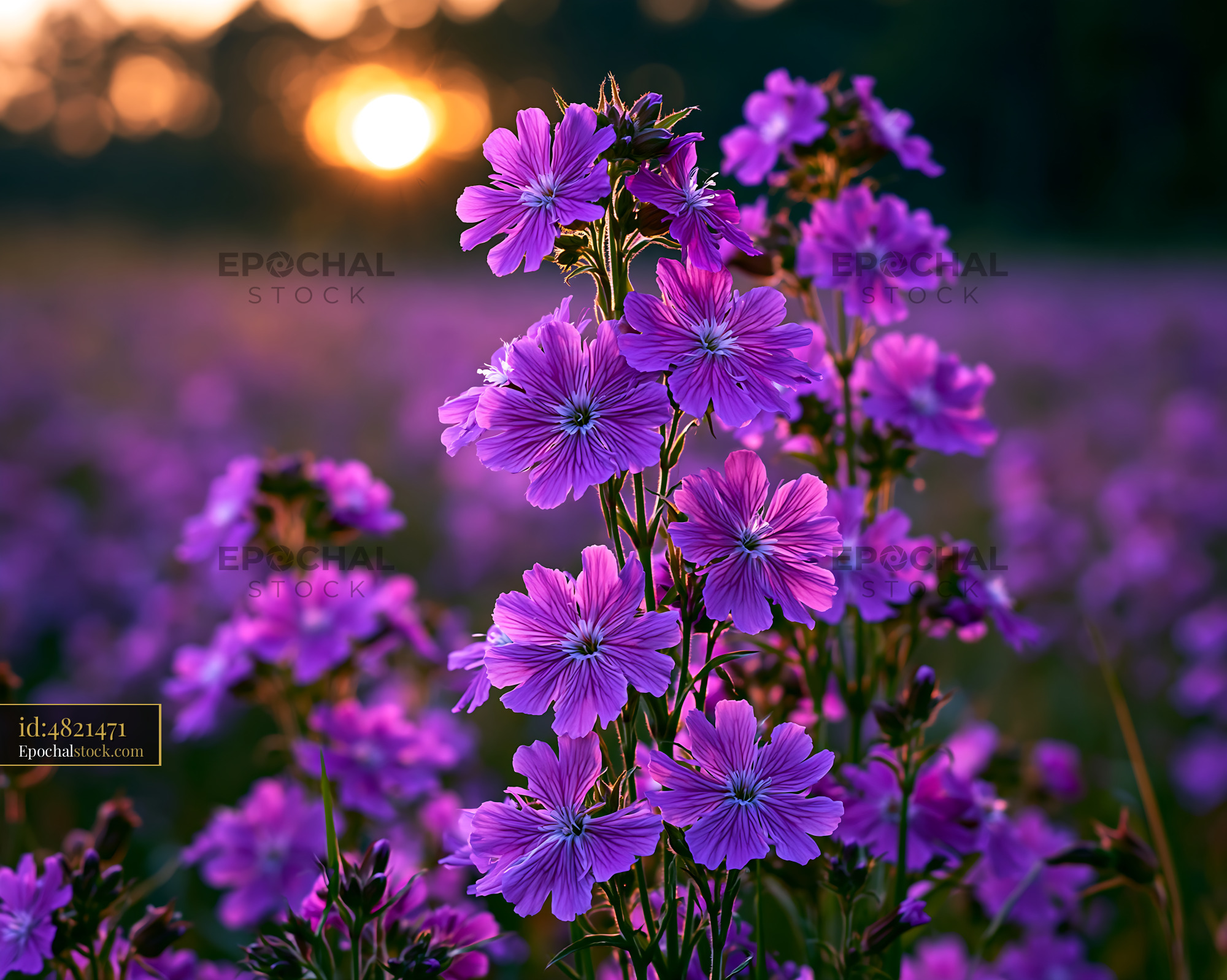 Watermarked full-resolution preview of Purple flowers under sunset in a vibrant field