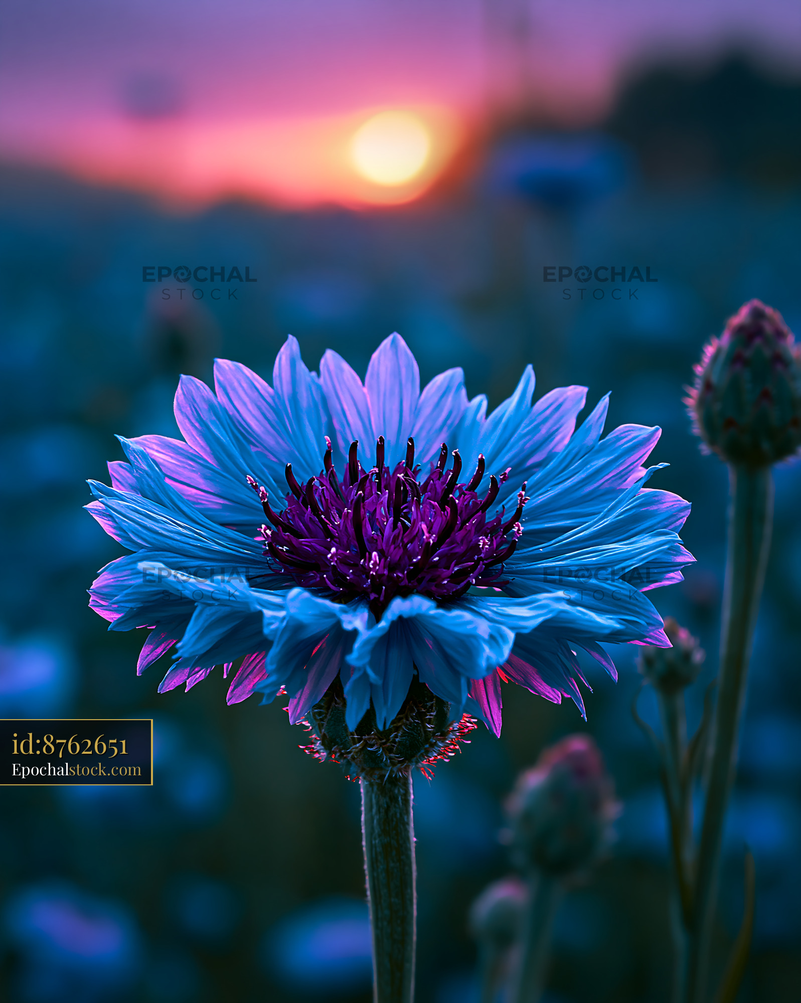 Flower Blooms at Sunset With Vibrant Colors in the Background - stock photo