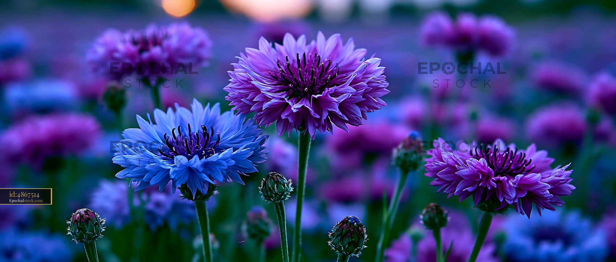 Watermarked full-resolution preview of Colorful flowers in a field during sunset