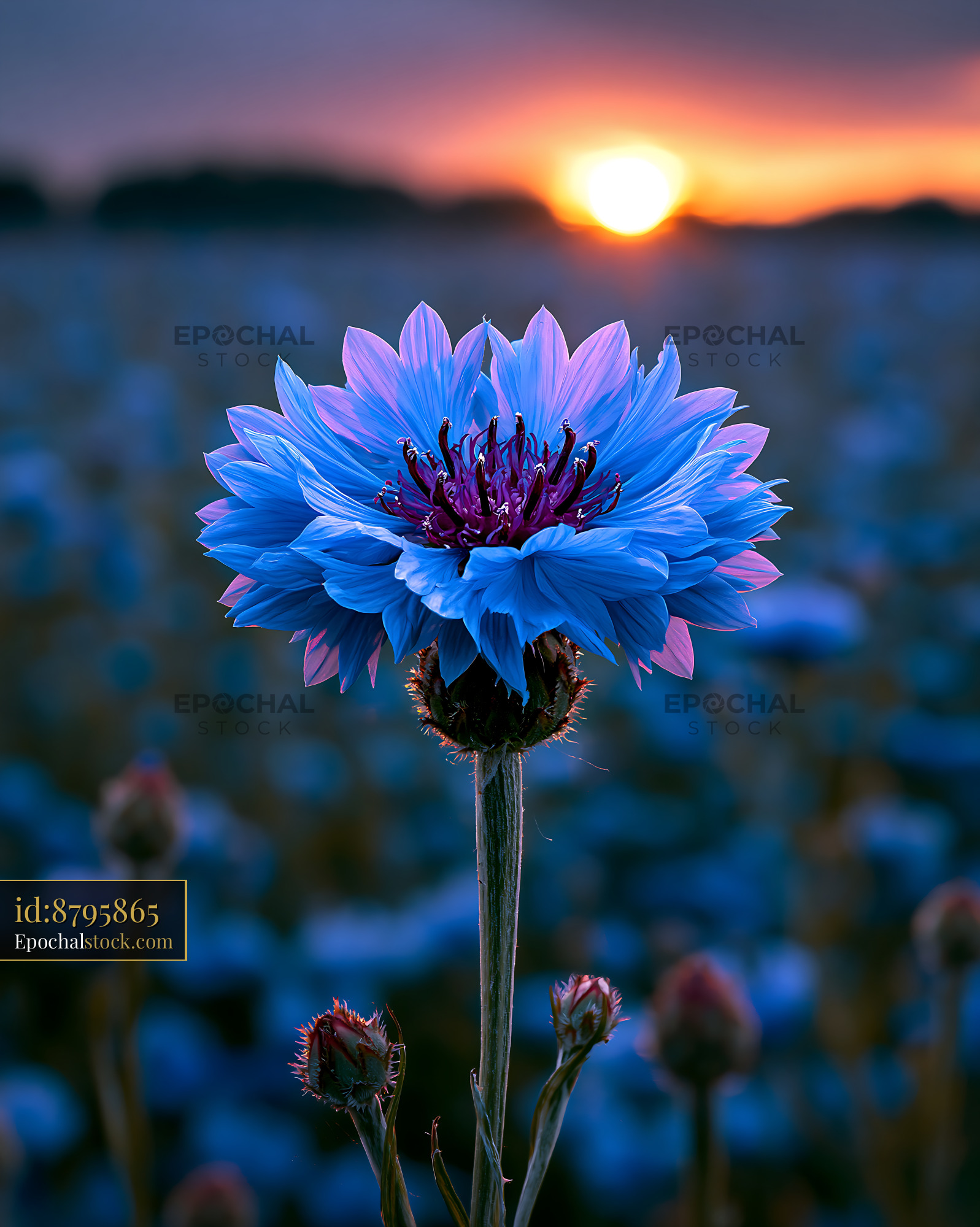 Flower Blooms at Sunset in a Field With Colorful Petals and Light - stock photo