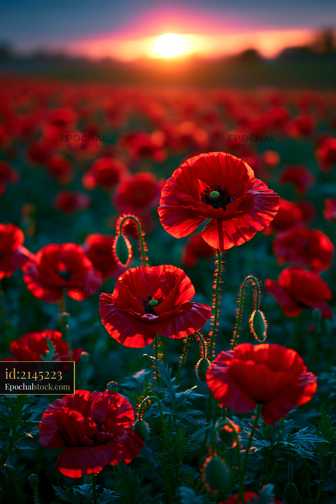 Watermarked full-resolution preview of Poppy flowers bloom in field under sunset sky