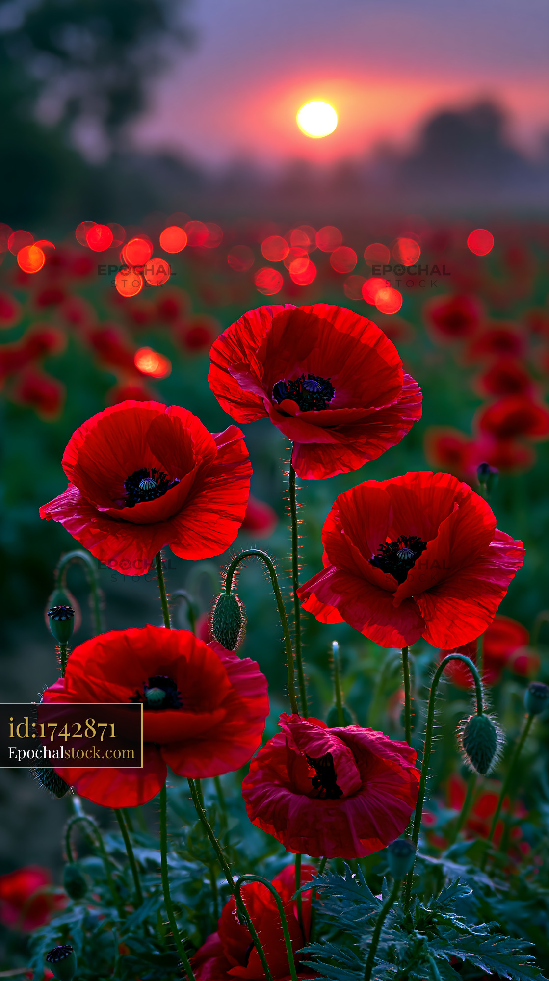 Watermarked full-resolution preview of Bright red poppies blooming at sunset in a field