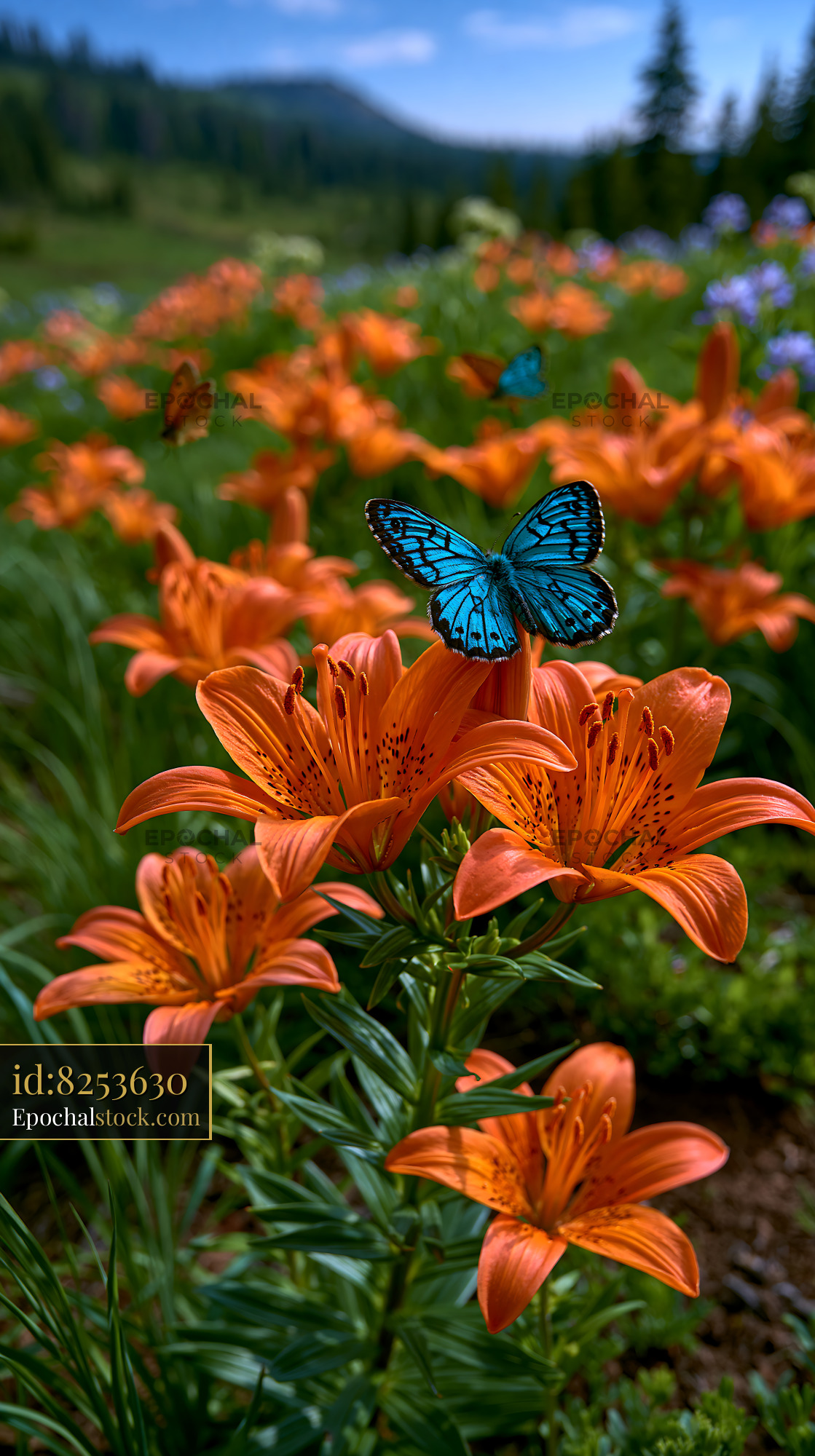 Watermarked full-resolution preview of Butterfly on bright orange flowers in a green landscape