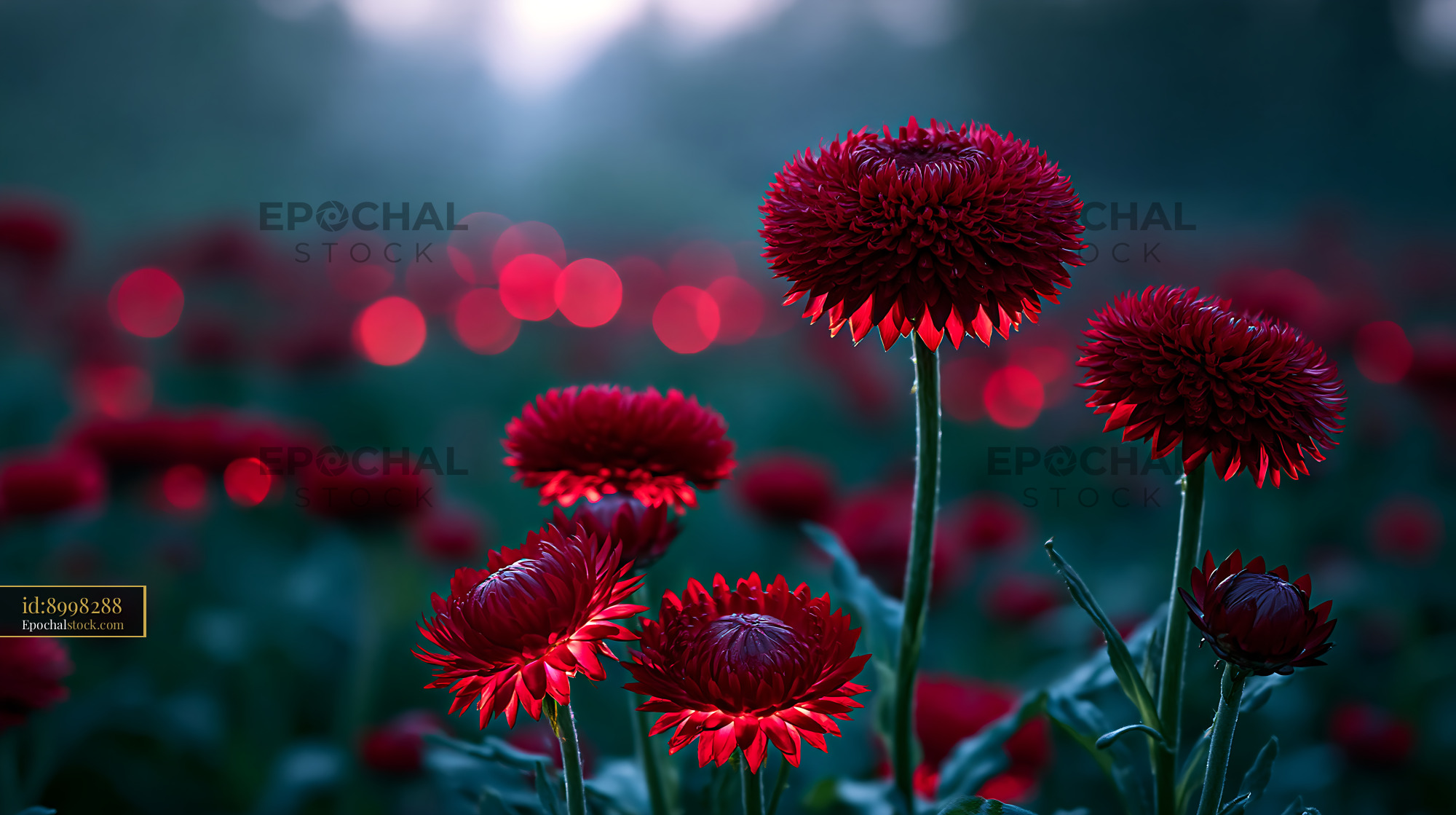 Watermarked full-resolution preview of Red flowers in a field with blurred background lights