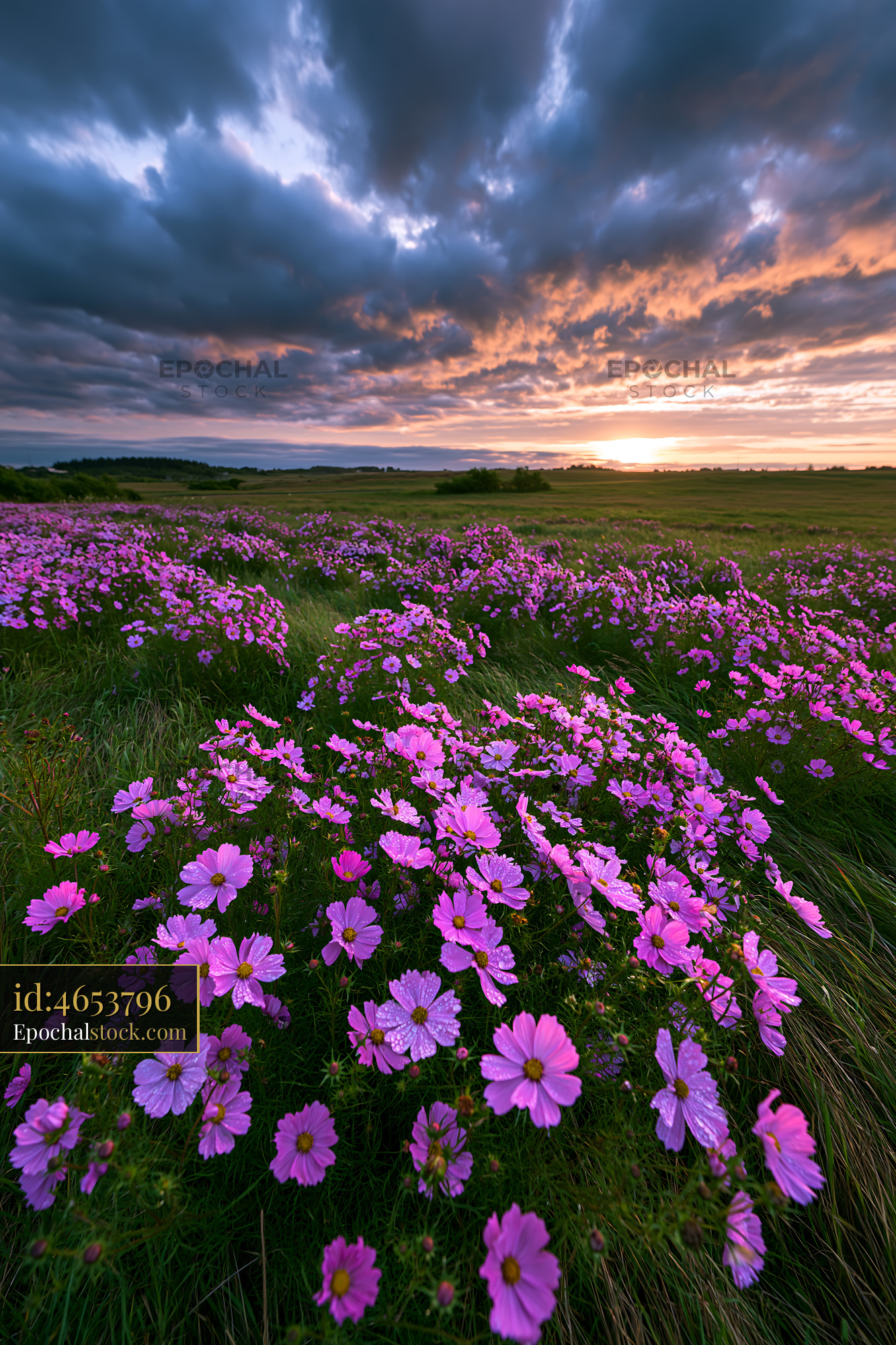 Watermarked full-resolution preview of Vibrant field of pink flowers at sunset near the countryside