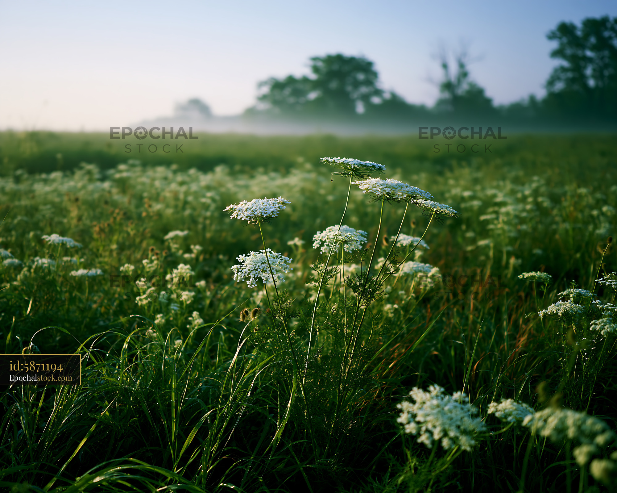 Watermarked full-resolution preview of Morning fog over wildflowers in a grassy field