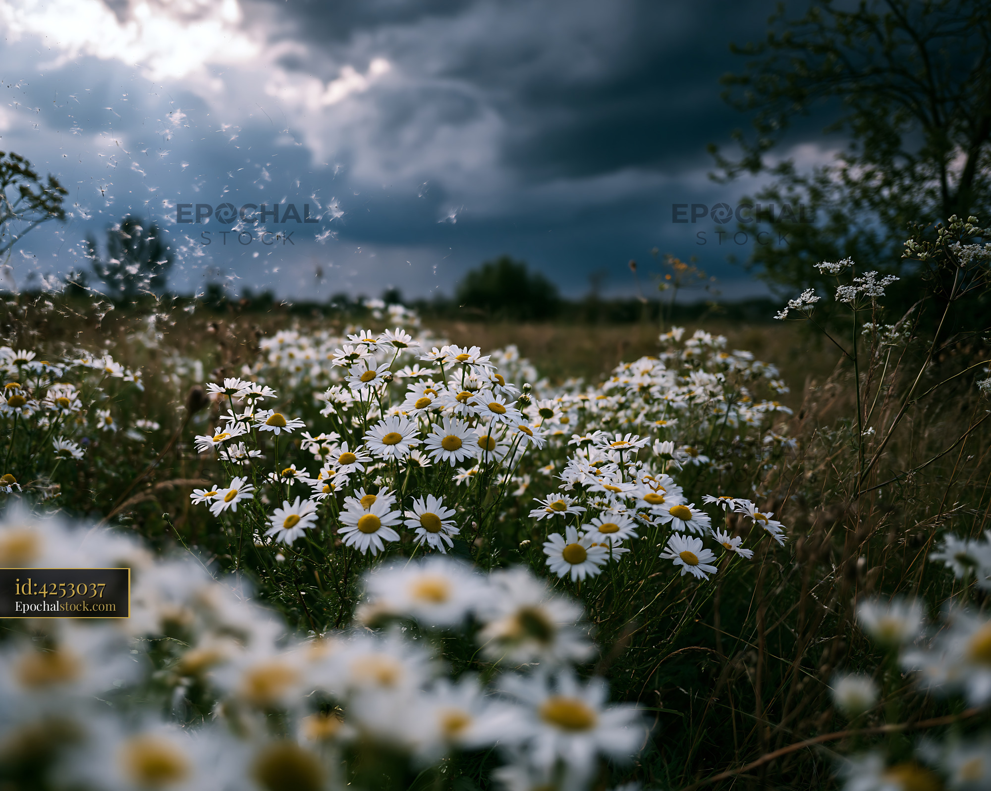 Daisy Field Blooming Under Cloudy Sky in Spring - stock photo