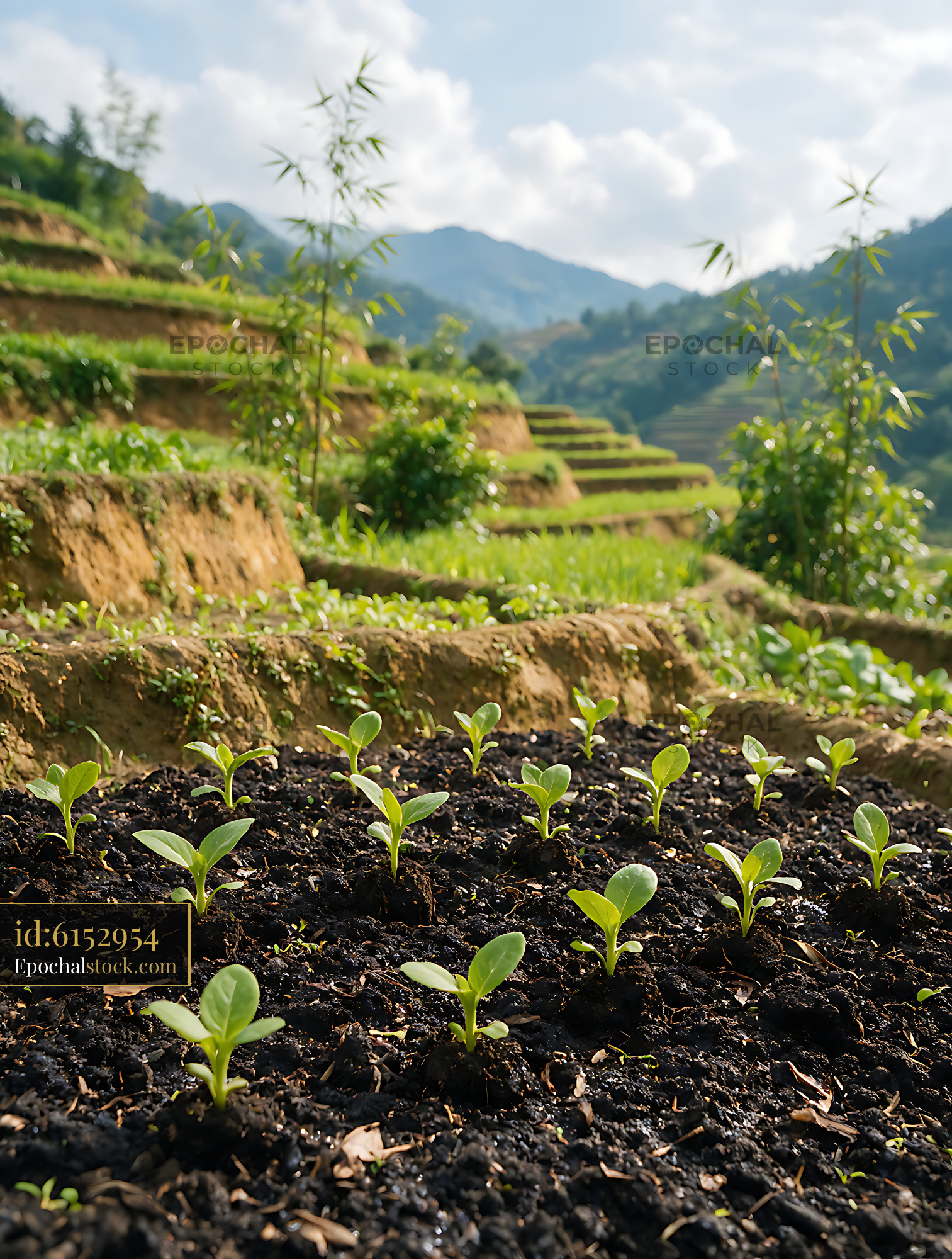 Watermarked full-resolution preview of Seedlings growing across mountain terraces