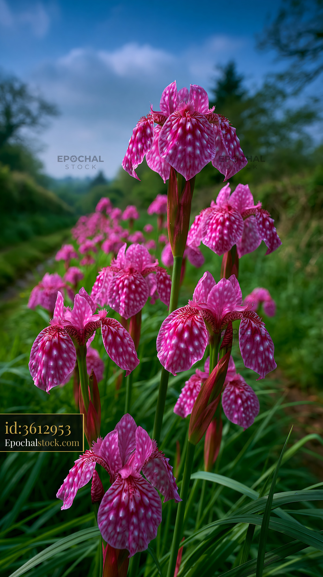 Watermarked full-resolution preview of Pink flowers bloom along a green path in a natural setting