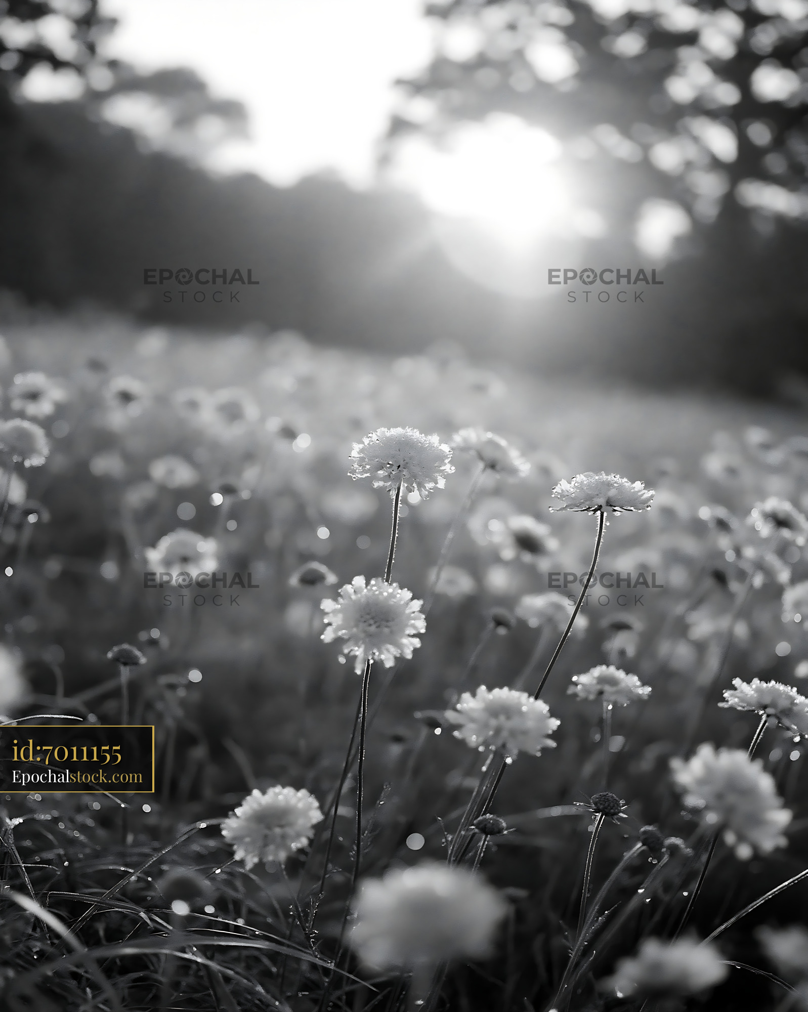 Watermarked full-resolution preview of Morning light shines on flowers in an open field
