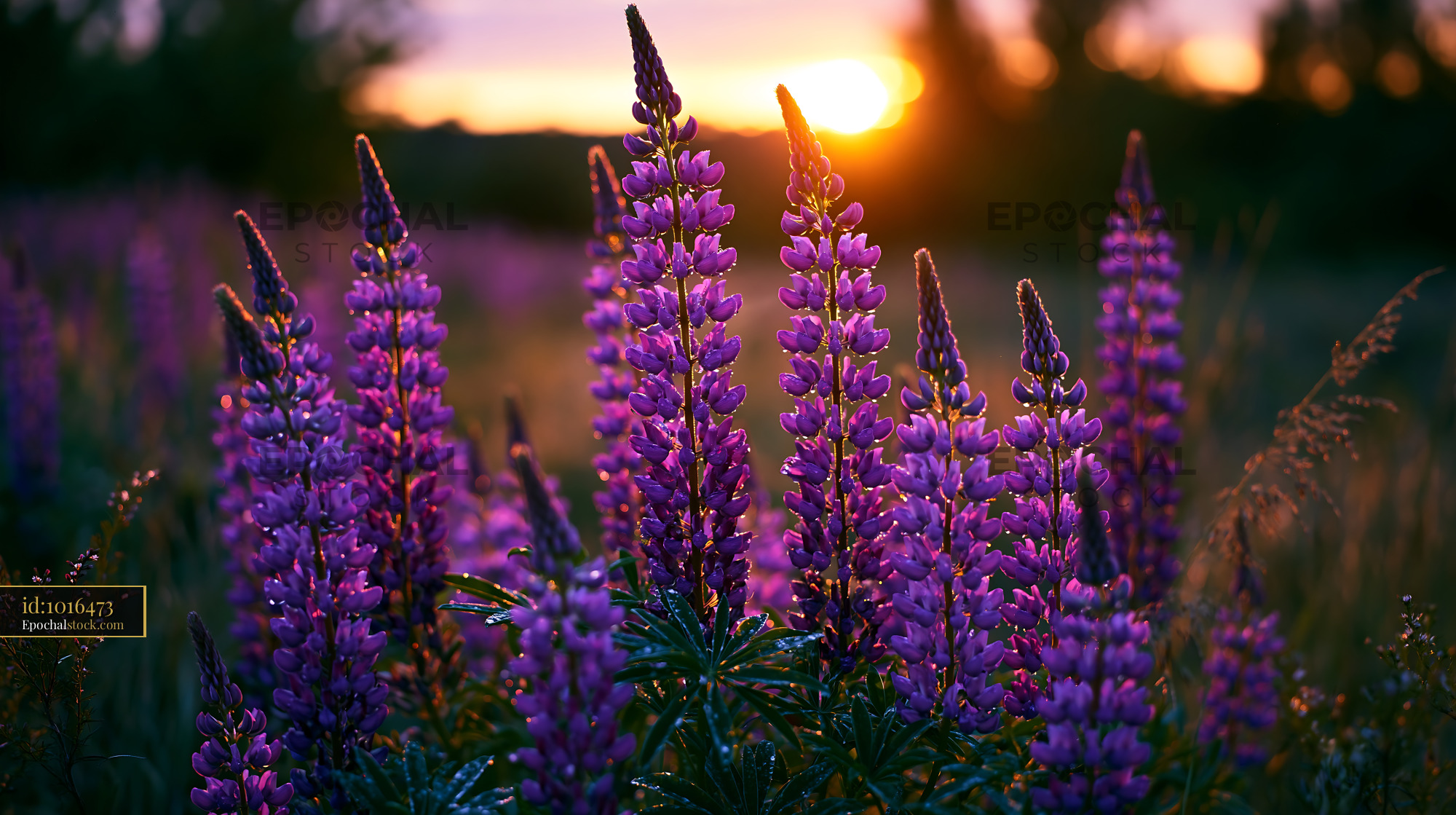 Watermarked full-resolution preview of Sunset over blooming purple flowers in a field