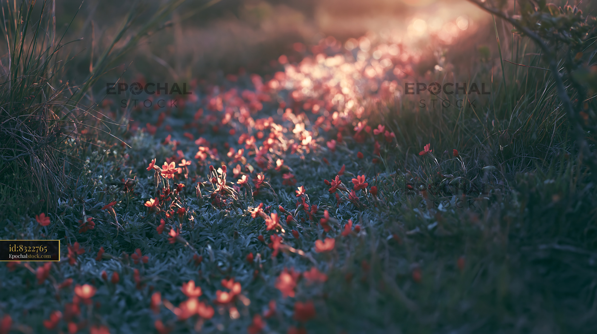 Watermarked full-resolution preview of Path covered with small flowers in the sunlight