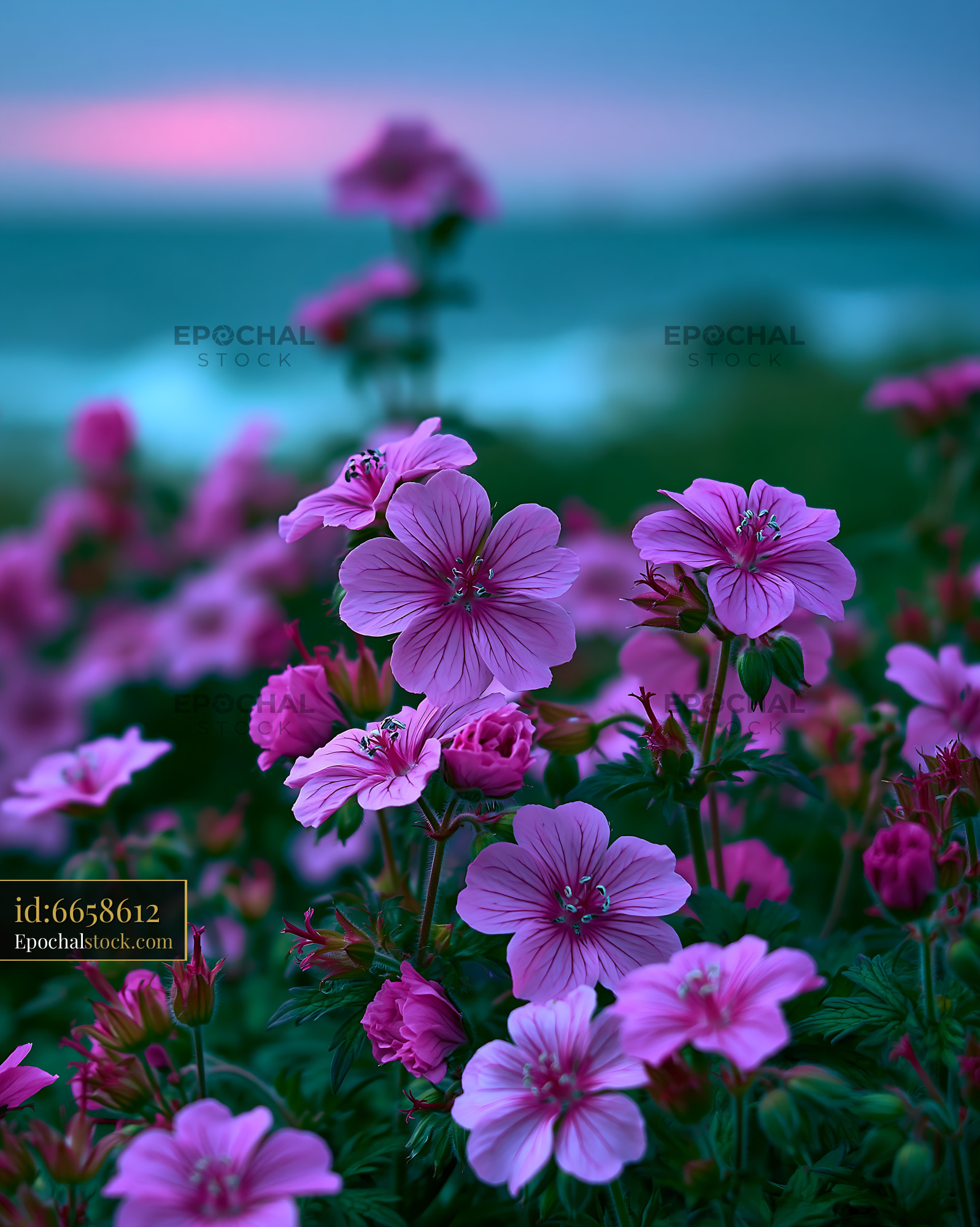 Watermarked full-resolution preview of Flowers bloom near the shore at twilight with ocean background