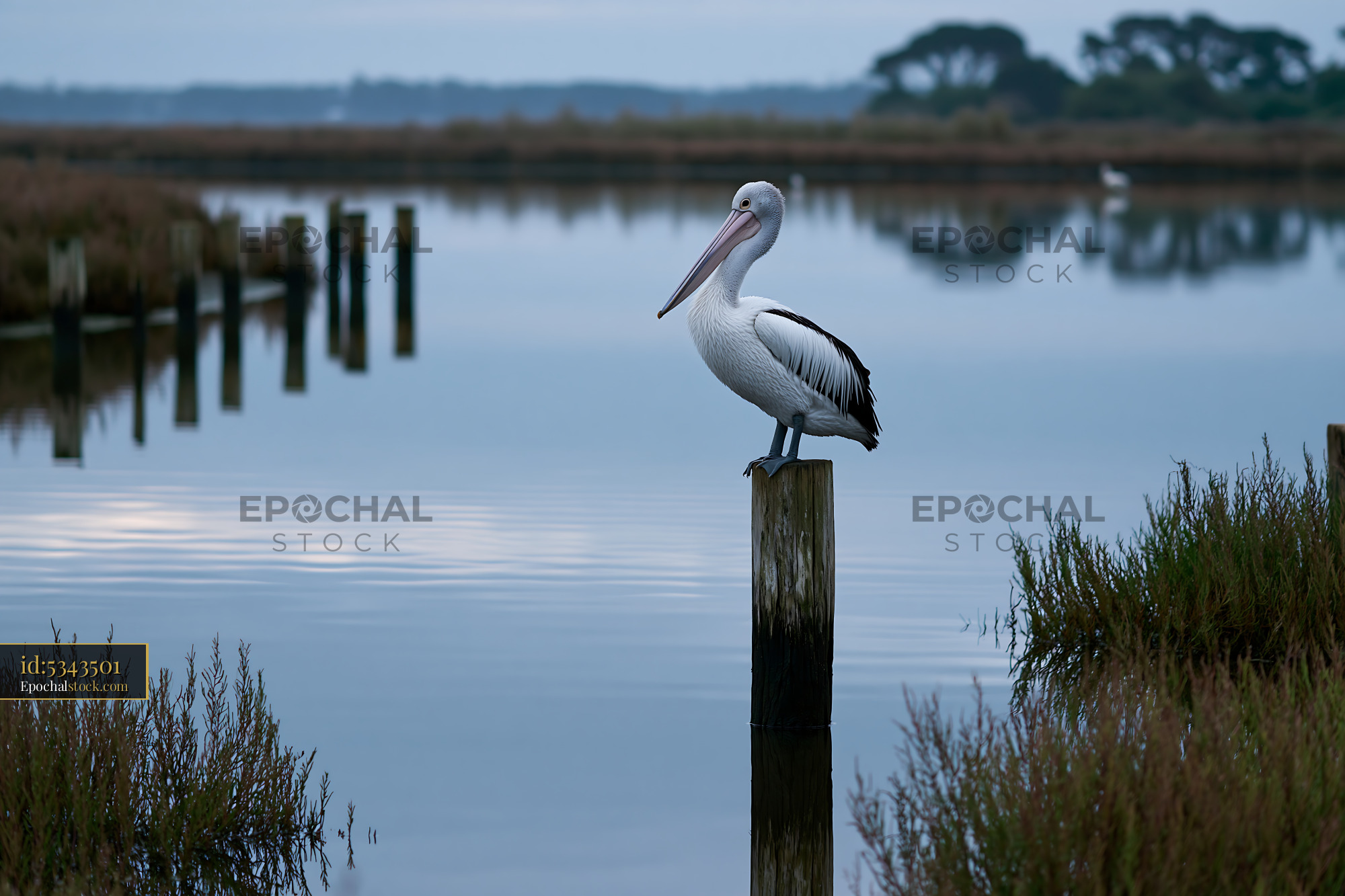 Watermarked full-resolution preview of Pelican resting on a post over calm lagoon water