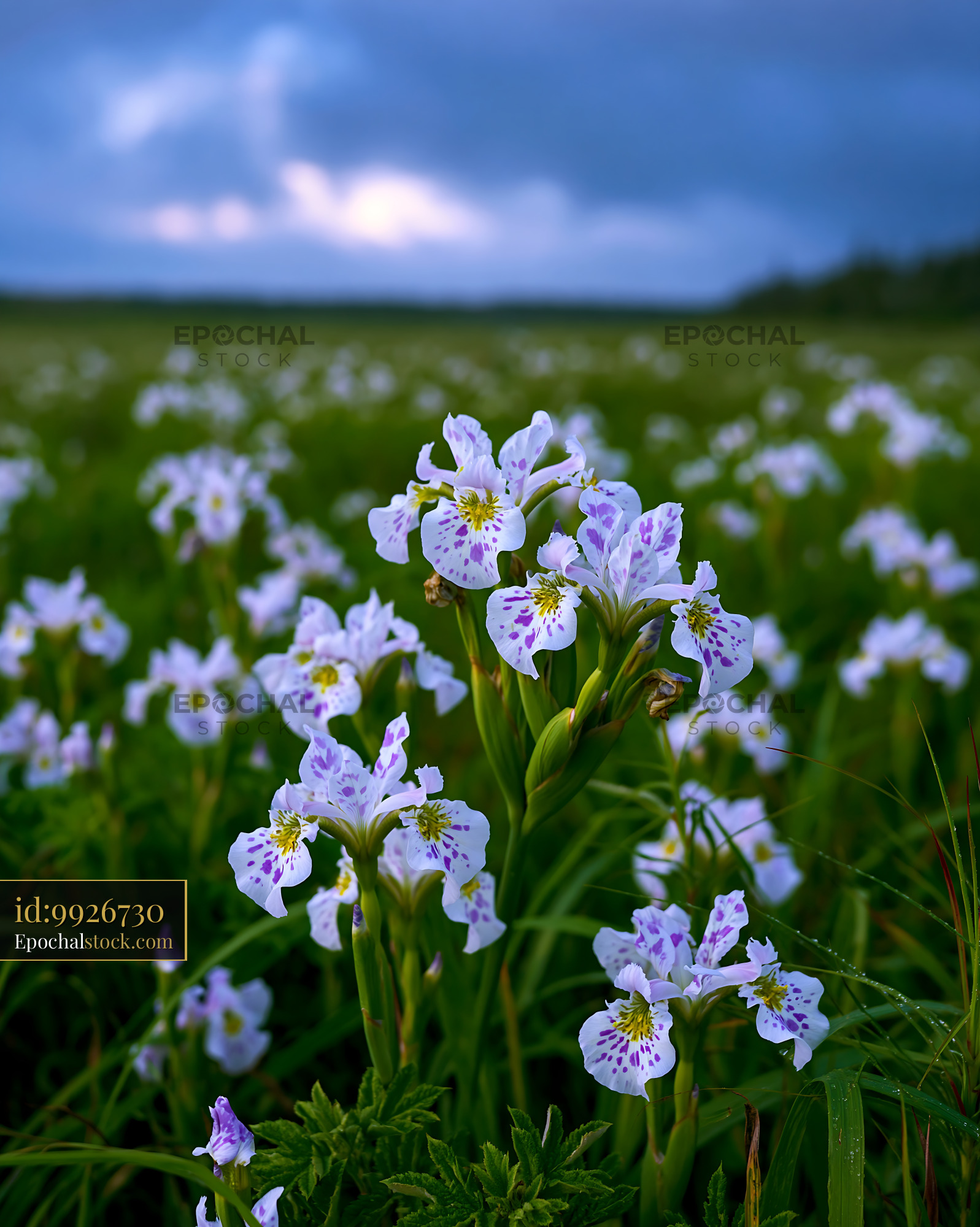 Watermarked full-resolution preview of Wildflowers blooming in a green field under a cloudy sky