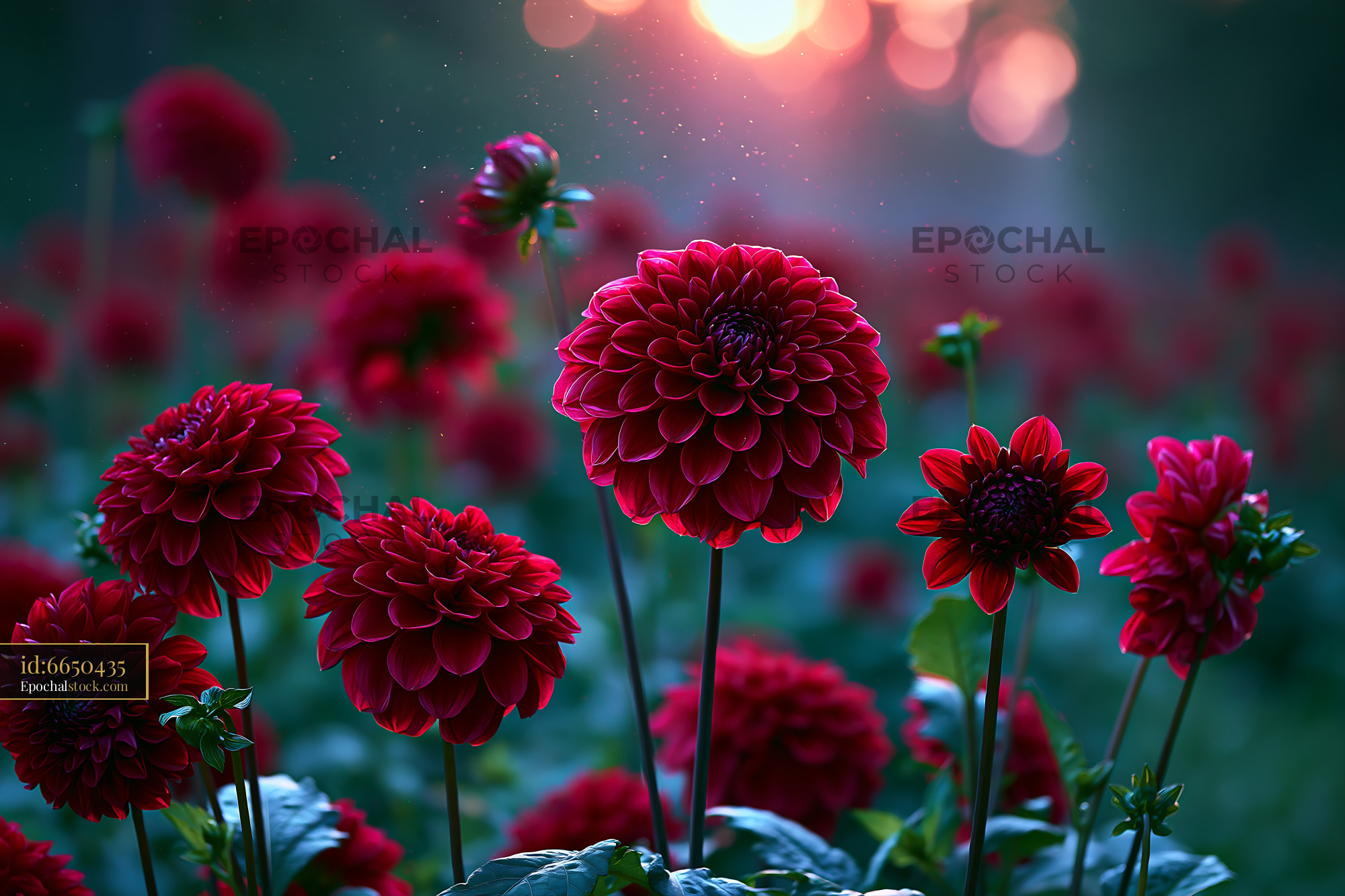 Watermarked full-resolution preview of Bright red flowers bloom in a garden during sunset