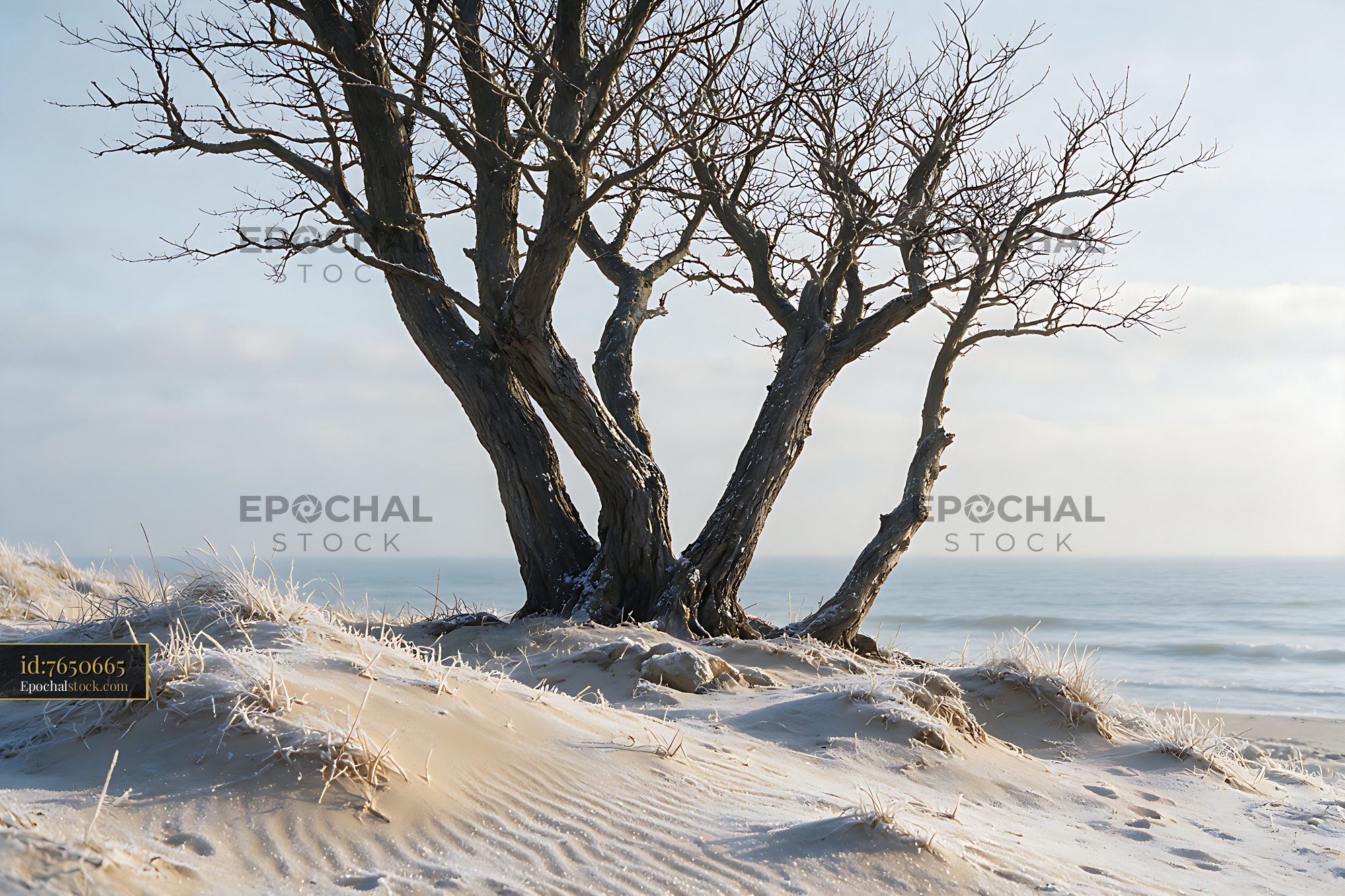 Watermarked full-resolution preview of Bare coastal trees in snowy dunes