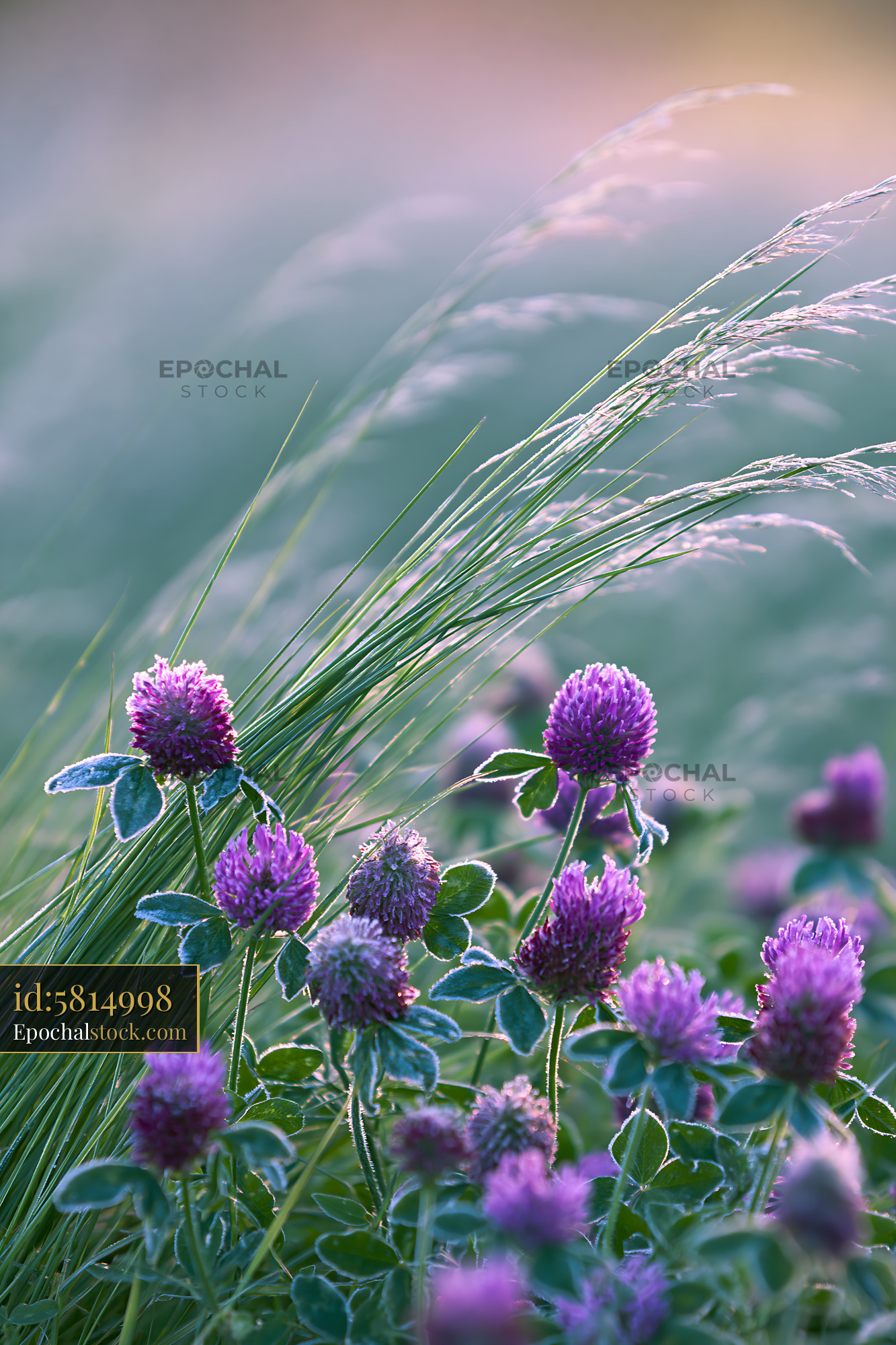 Crimson Clover Blooming in a Meadow During Golden Hour - stock photo