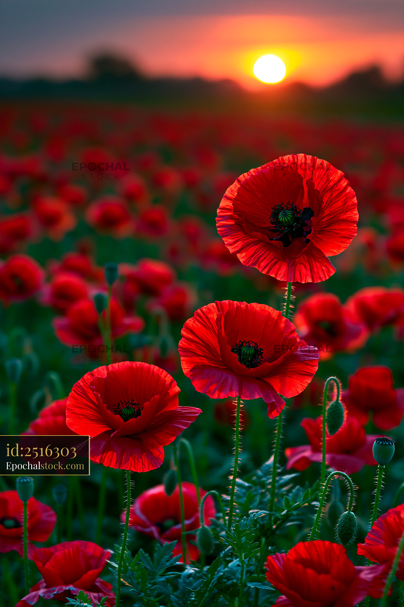 Watermarked full-resolution preview of Bright red poppy flowers bloom during sunset in a field
