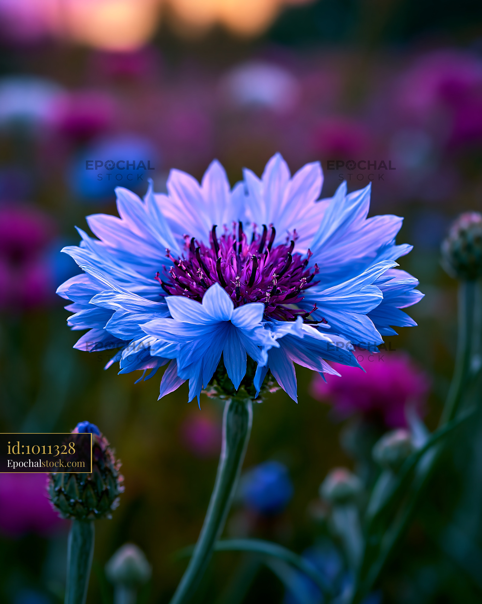 Watermarked full-resolution preview of Flower bloom in garden during sunset