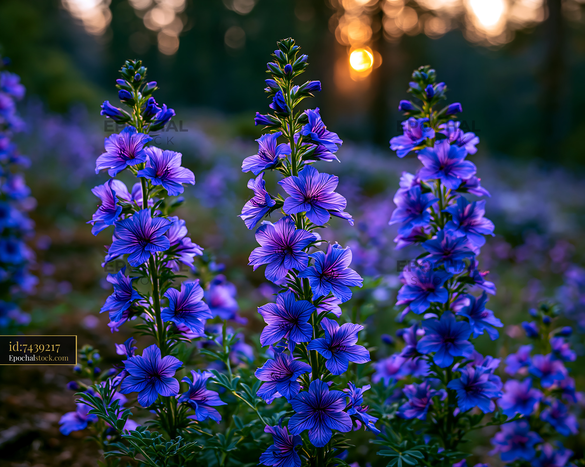 Watermarked full-resolution preview of Purple flowers bloom in forest during sunset