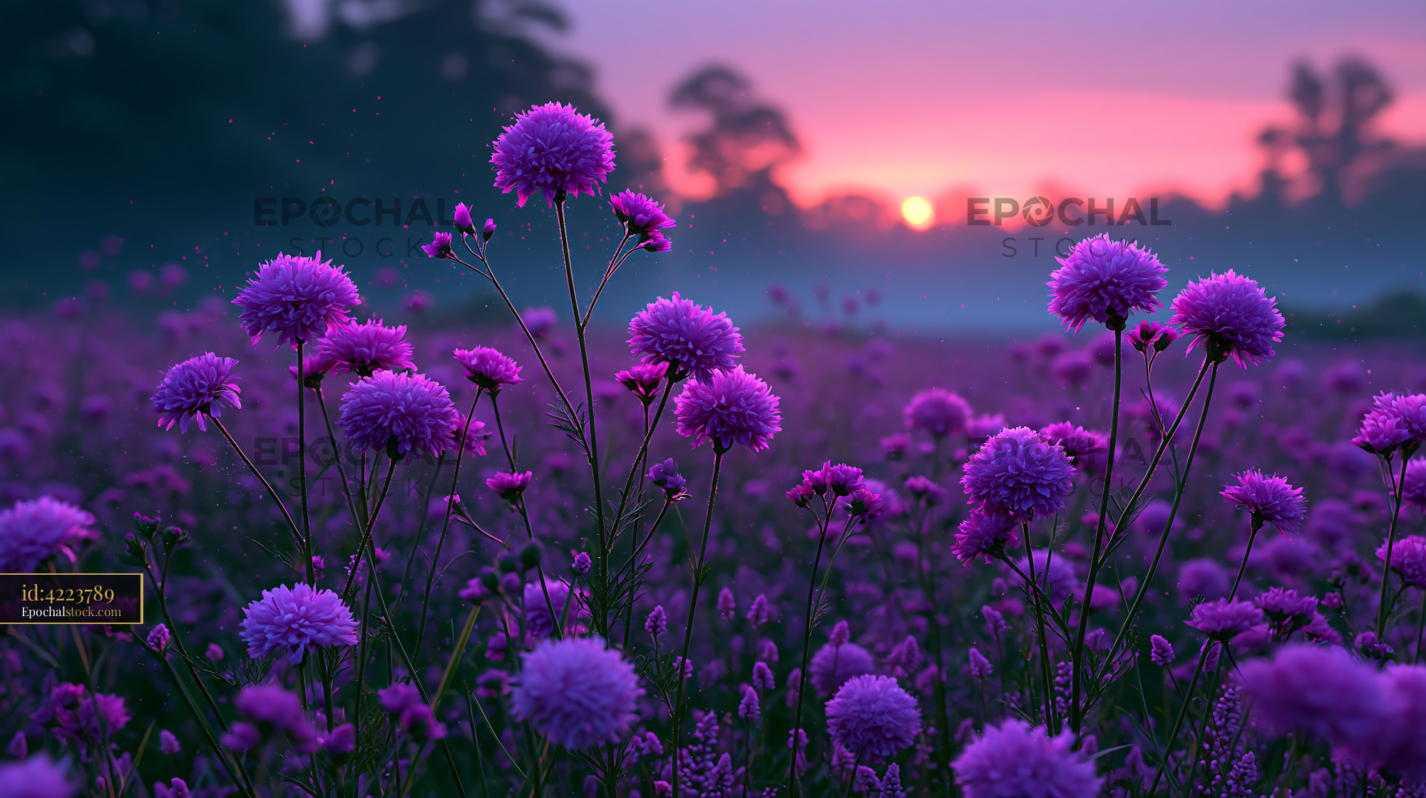 Watermarked full-resolution preview of Vibrant purple flowers at sunrise in a misty landscape