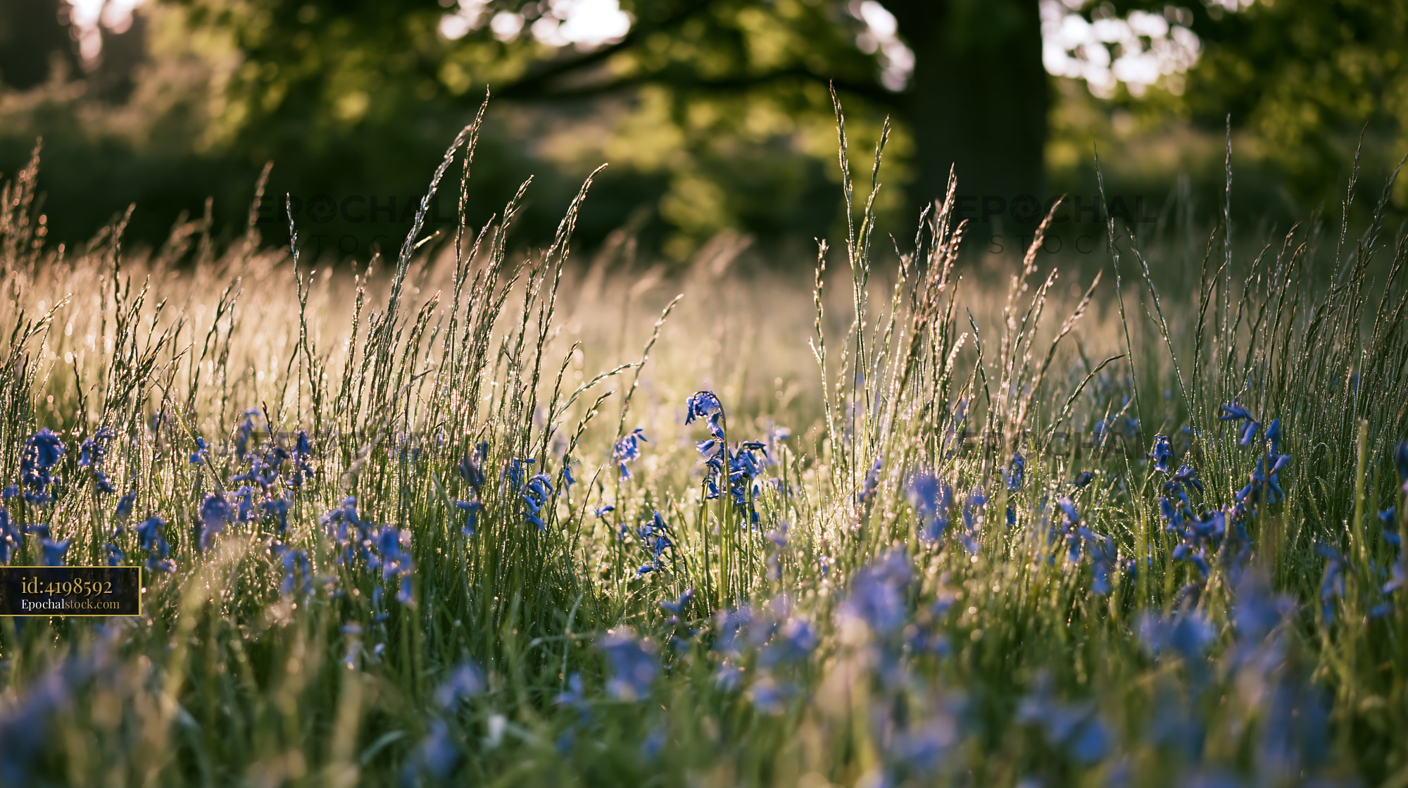 Watermarked full-resolution preview of Wildflowers bloom in a sunny field during late spring