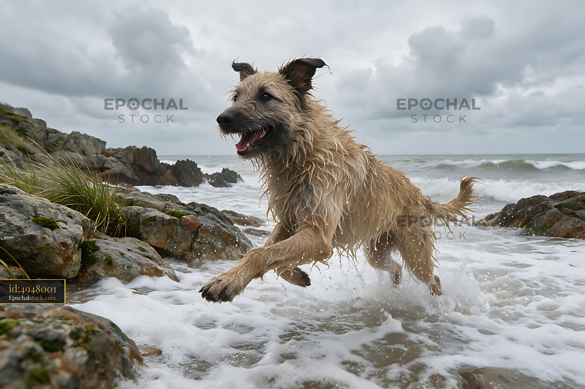 Watermarked full-resolution preview of Shaggy dog splashing through ocean waves at rocky coast
