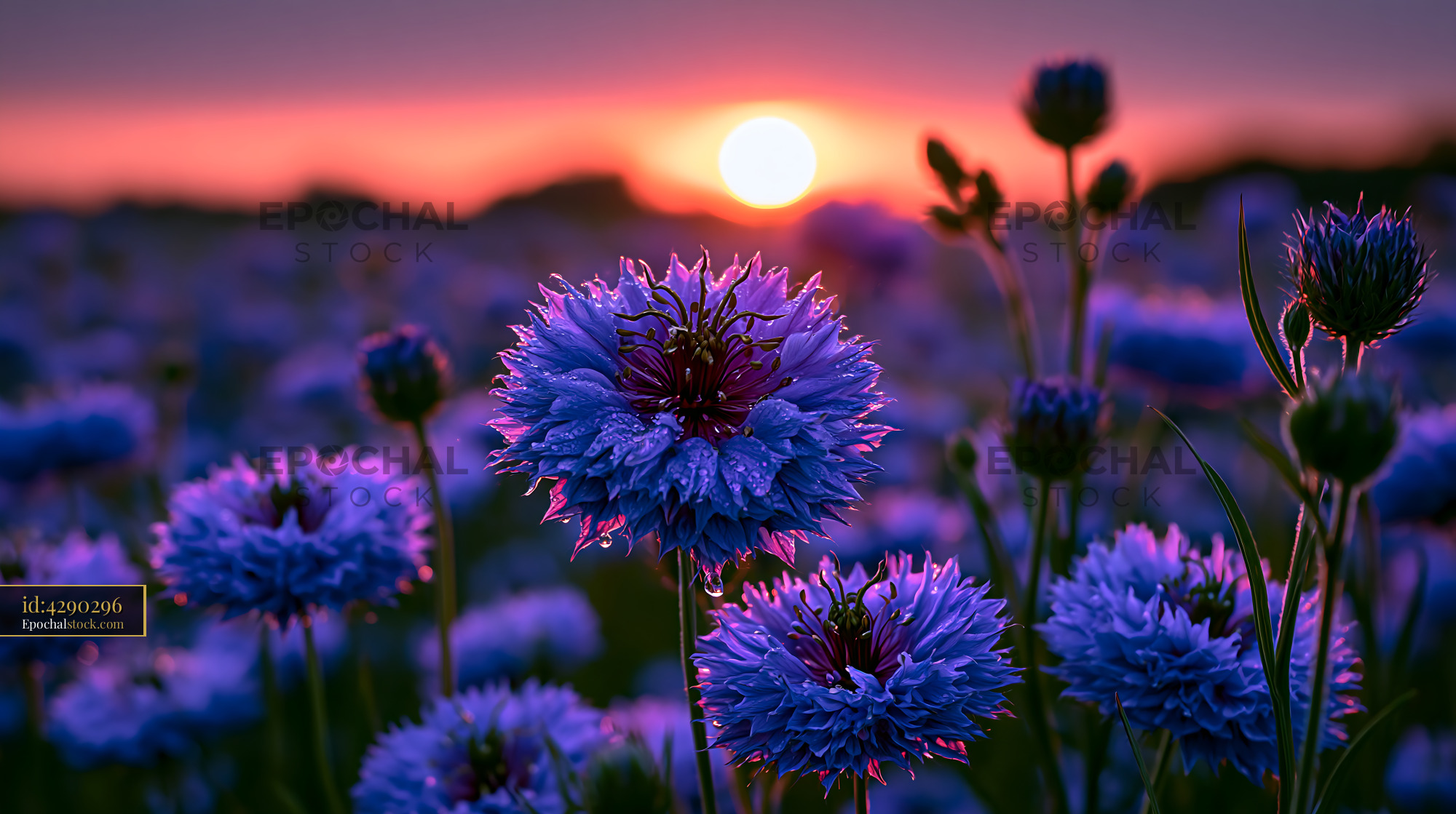 Watermarked full-resolution preview of Vibrant flowers against a sunset in a field