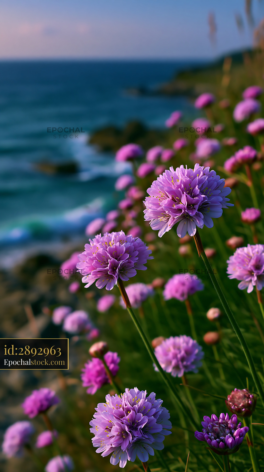 Flowers Grow on a Cliff by the Ocean During Sunset With Waves - stock photo