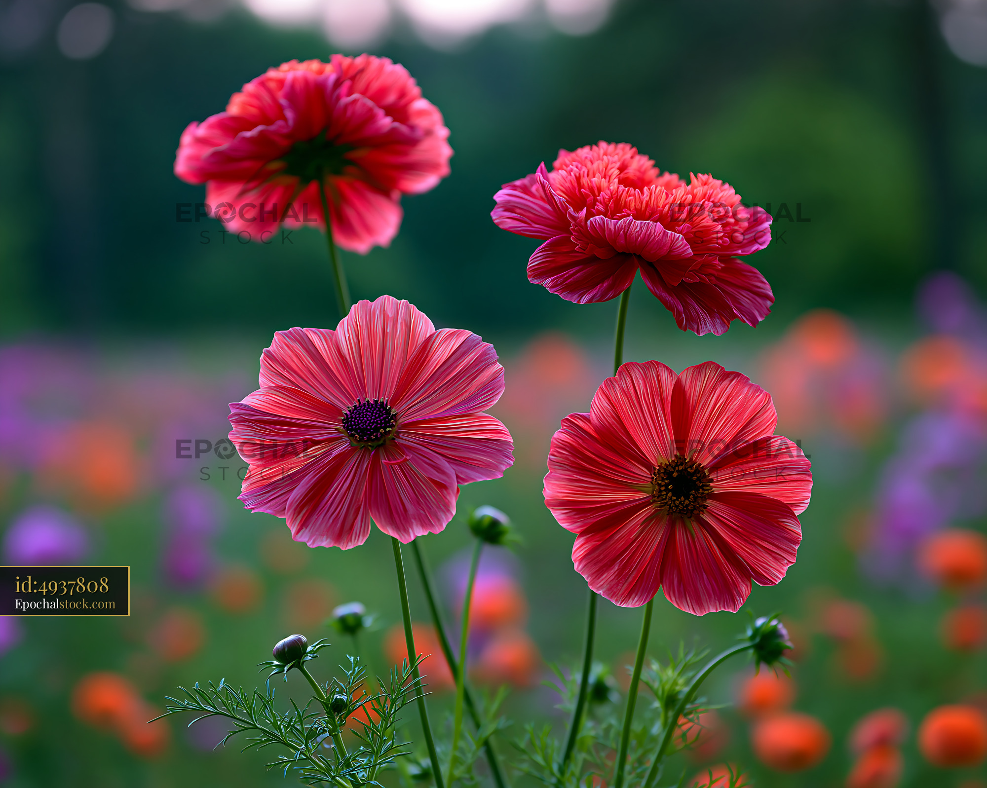 Flowers Bloom in Garden With Colorful Petals and Green Stems - stock photo
