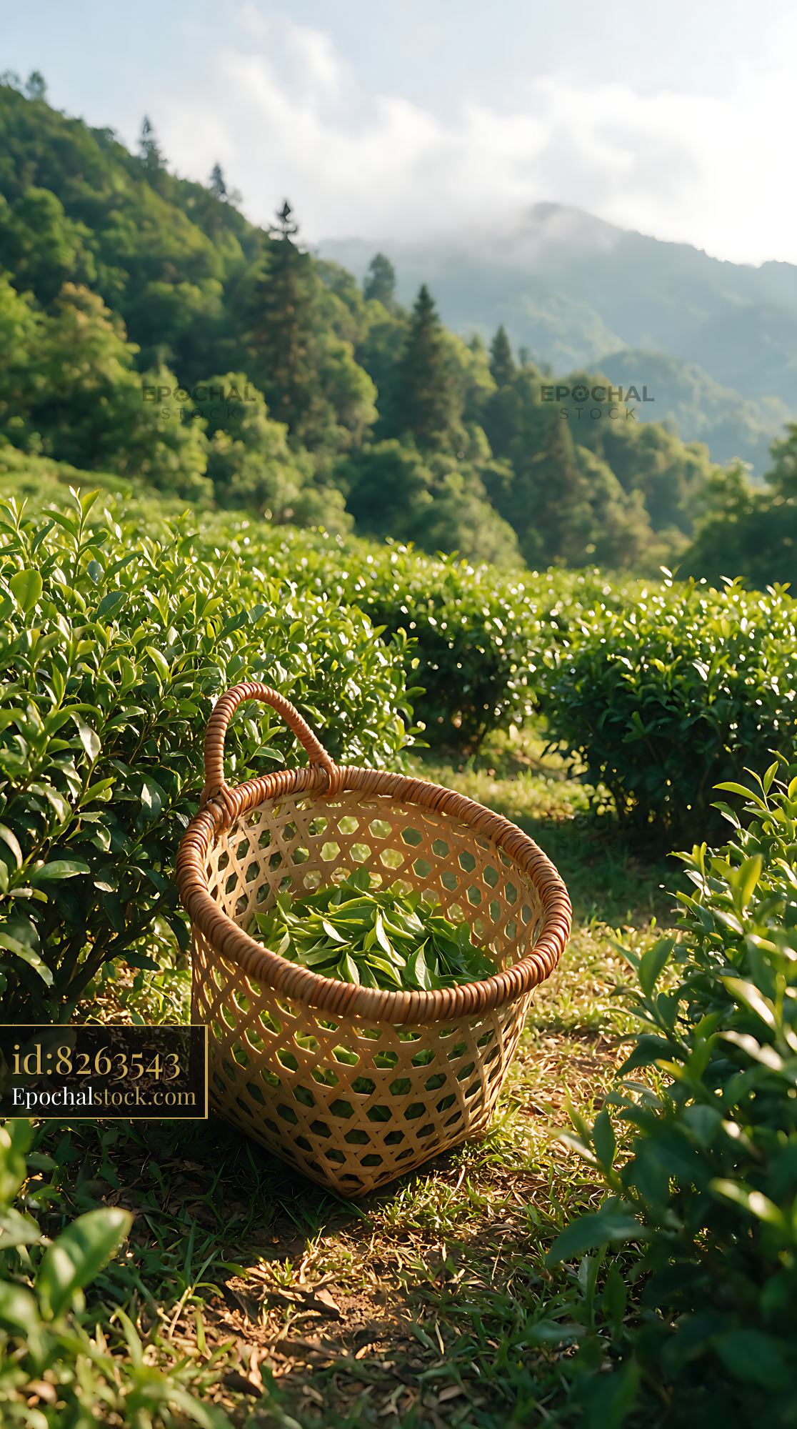 Watermarked full-resolution preview of Fresh tea leaves in a mountain plantation