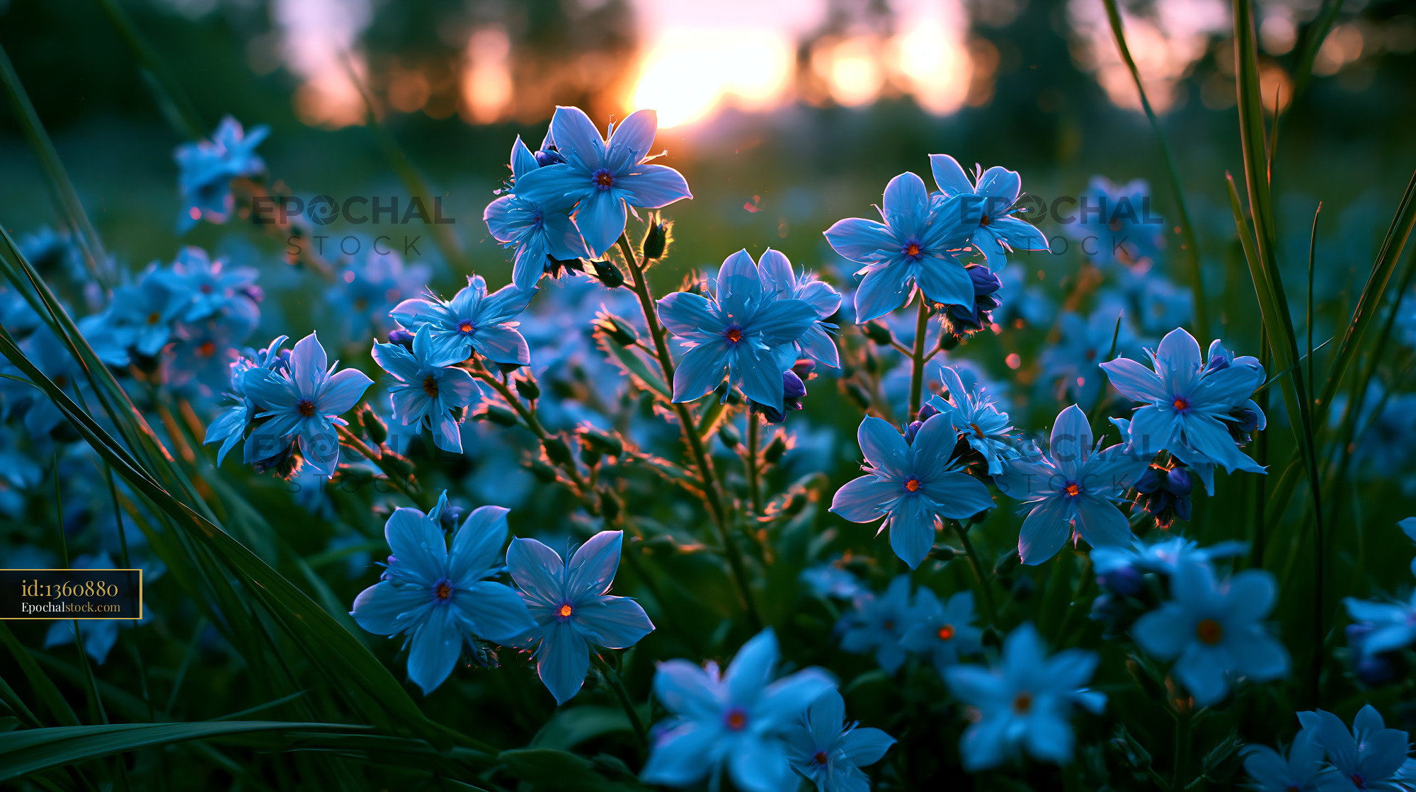 Watermarked full-resolution preview of Blue flowers bloom in a field at sunset