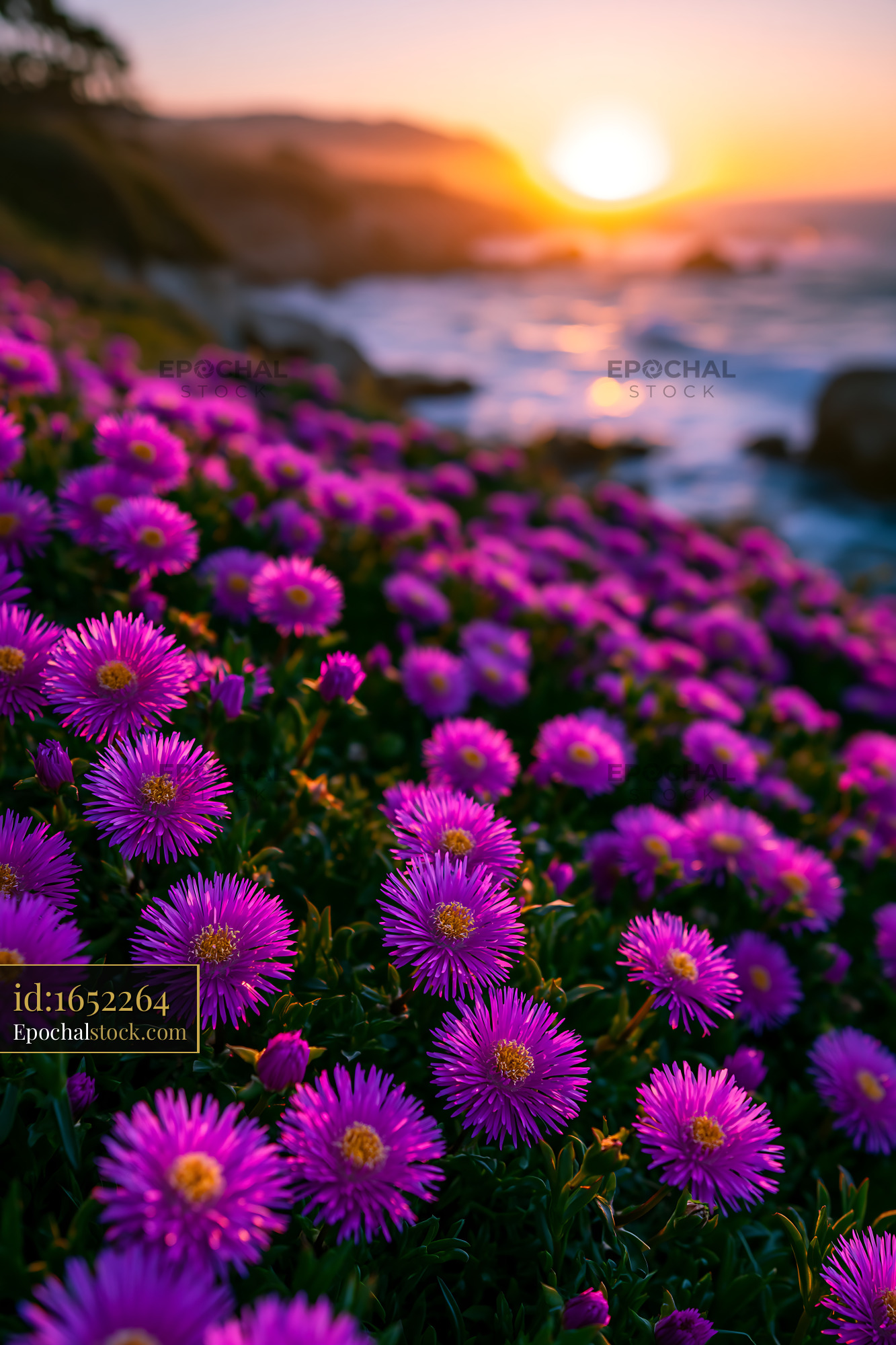 Watermarked full-resolution preview of Colorful flowers on a coast during sunset