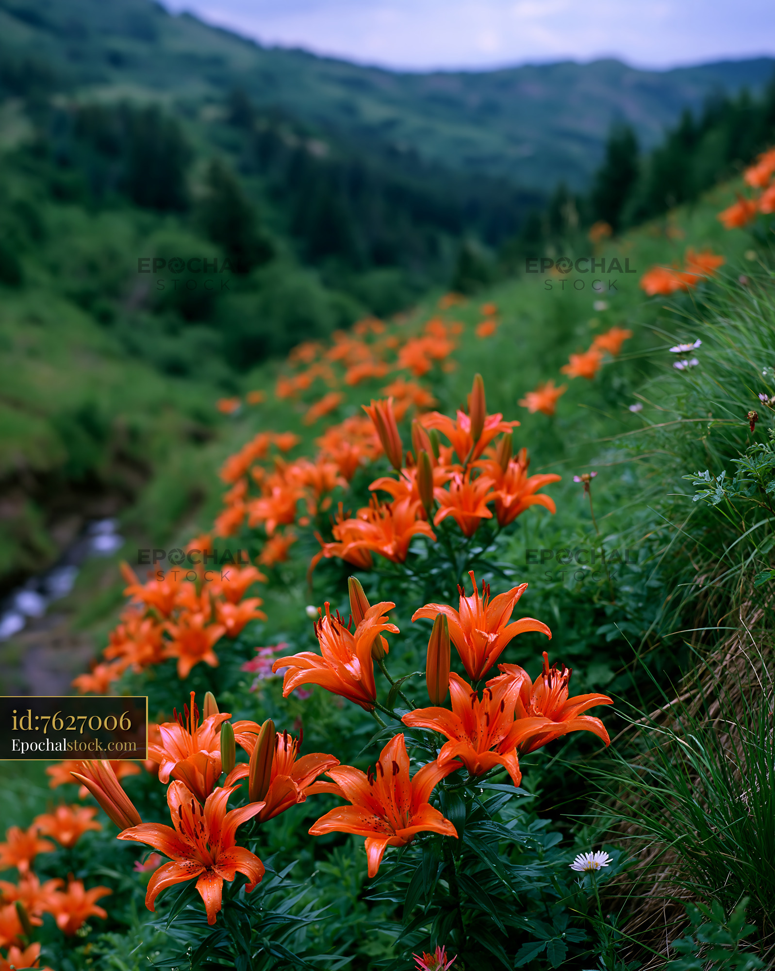 Watermarked full-resolution preview of Bright orange flowers grow on a hillside near a stream in nature