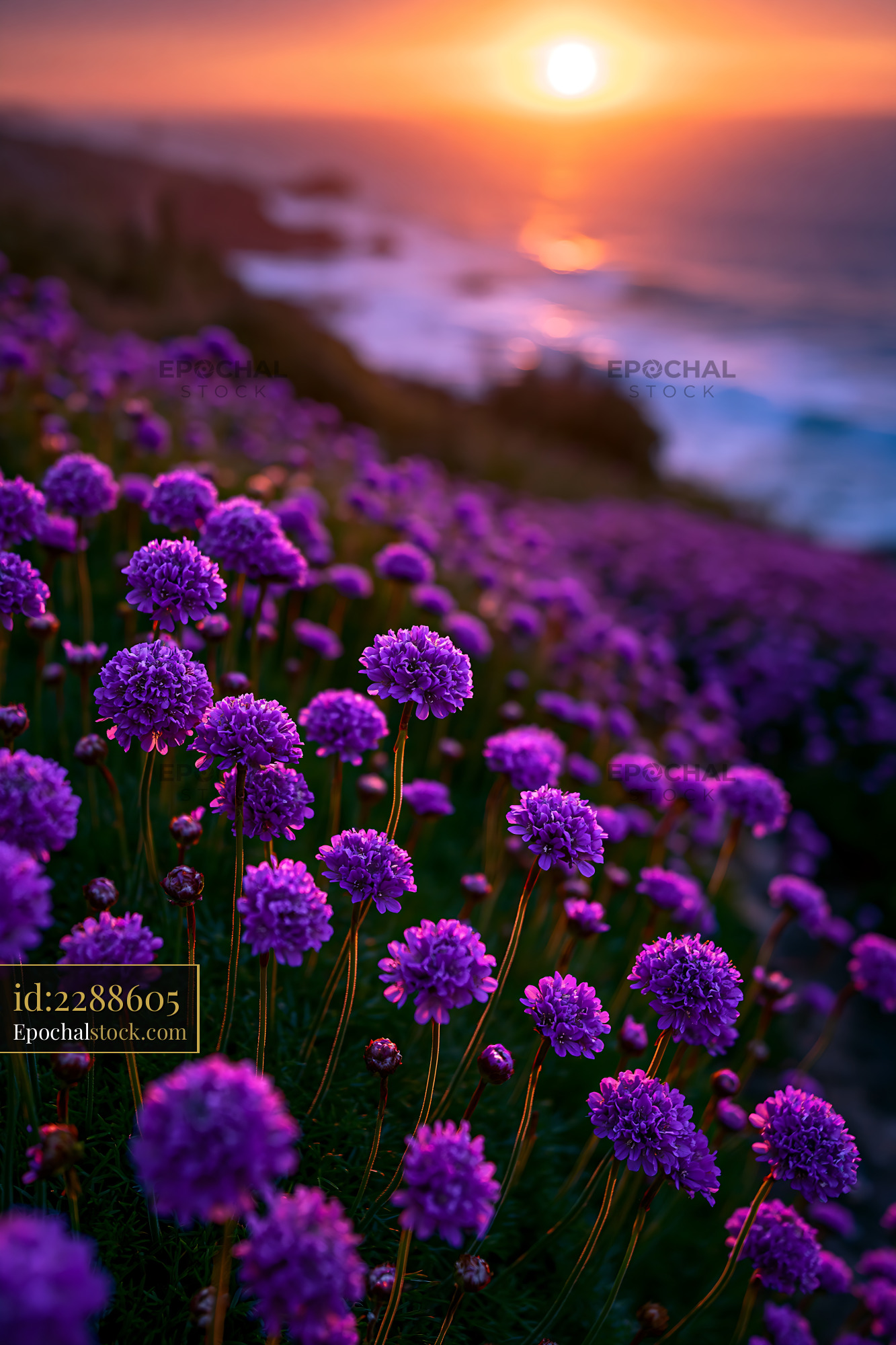 Watermarked full-resolution preview of Violet flowers bloom near the ocean at sunset