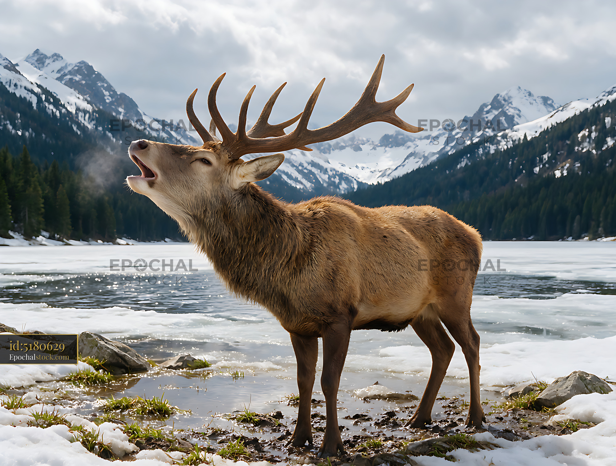 Watermarked full-resolution preview of Bull elk standing beside a frozen alpine lake