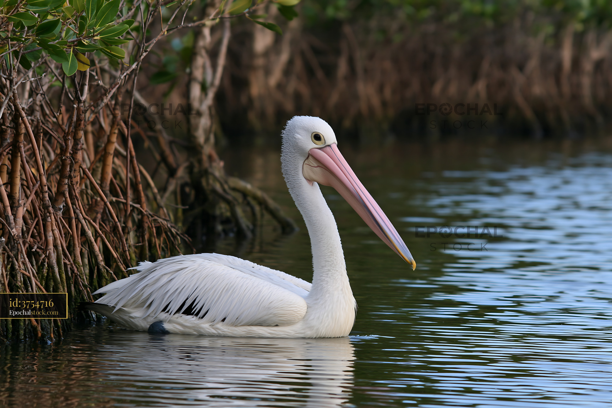 Watermarked full-resolution preview of Australian pelican on a coastal lagoon