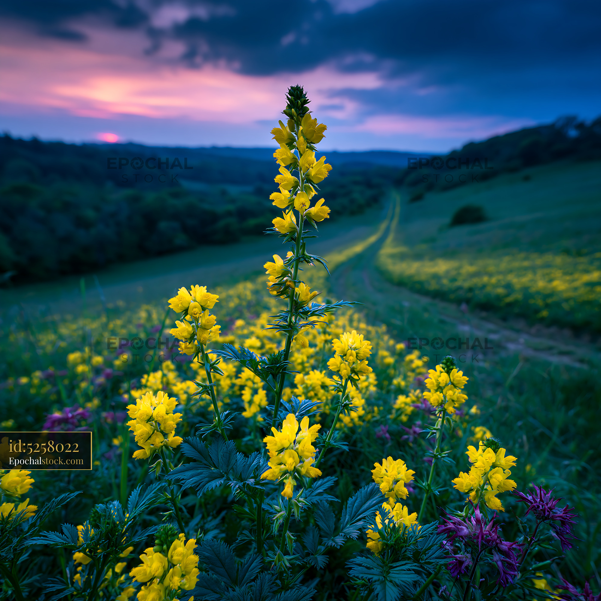 Watermarked full-resolution preview of Flowers on a hillside under a colorful sunset sky