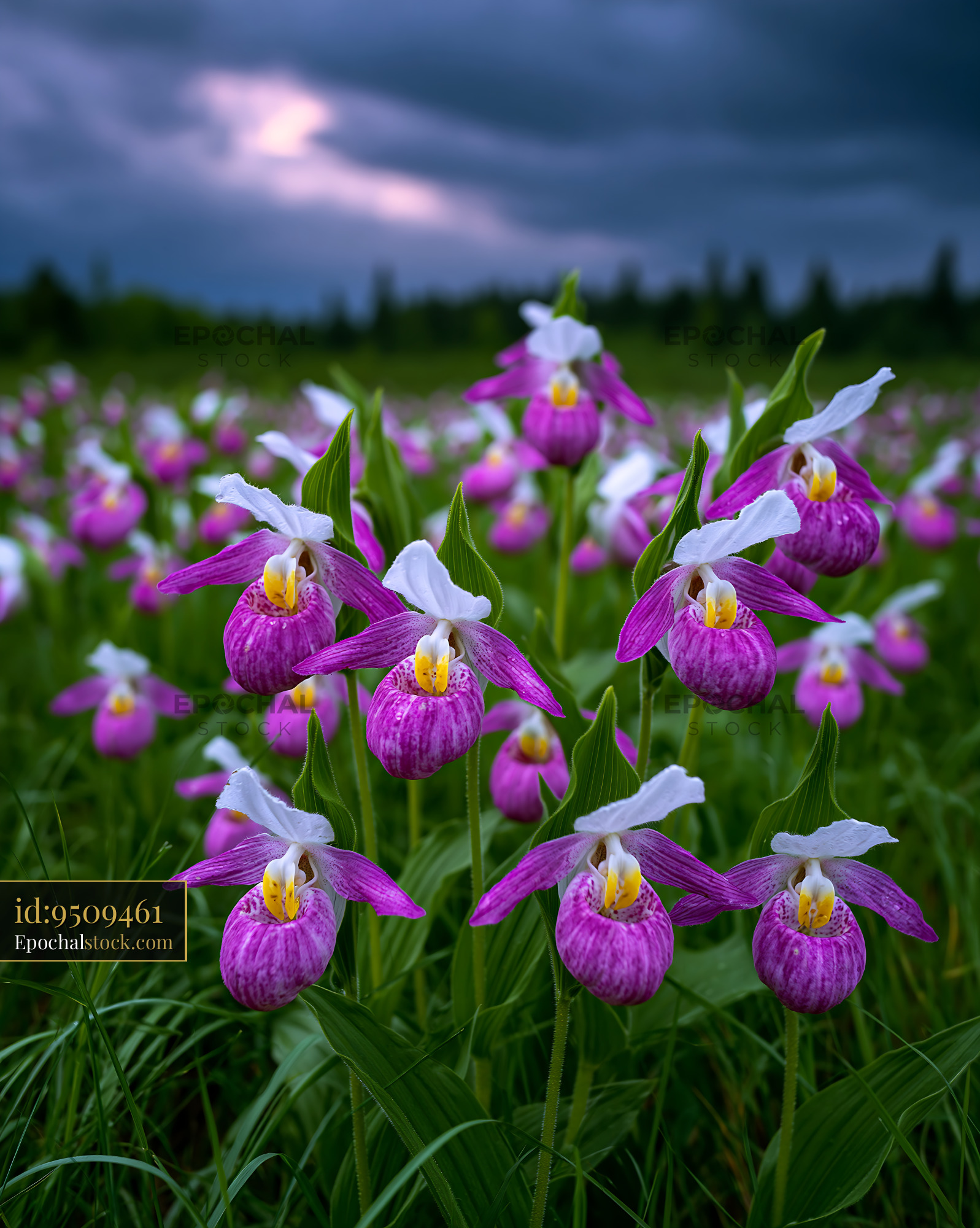 Watermarked full-resolution preview of Orchids blooming in a field under a cloudy sky