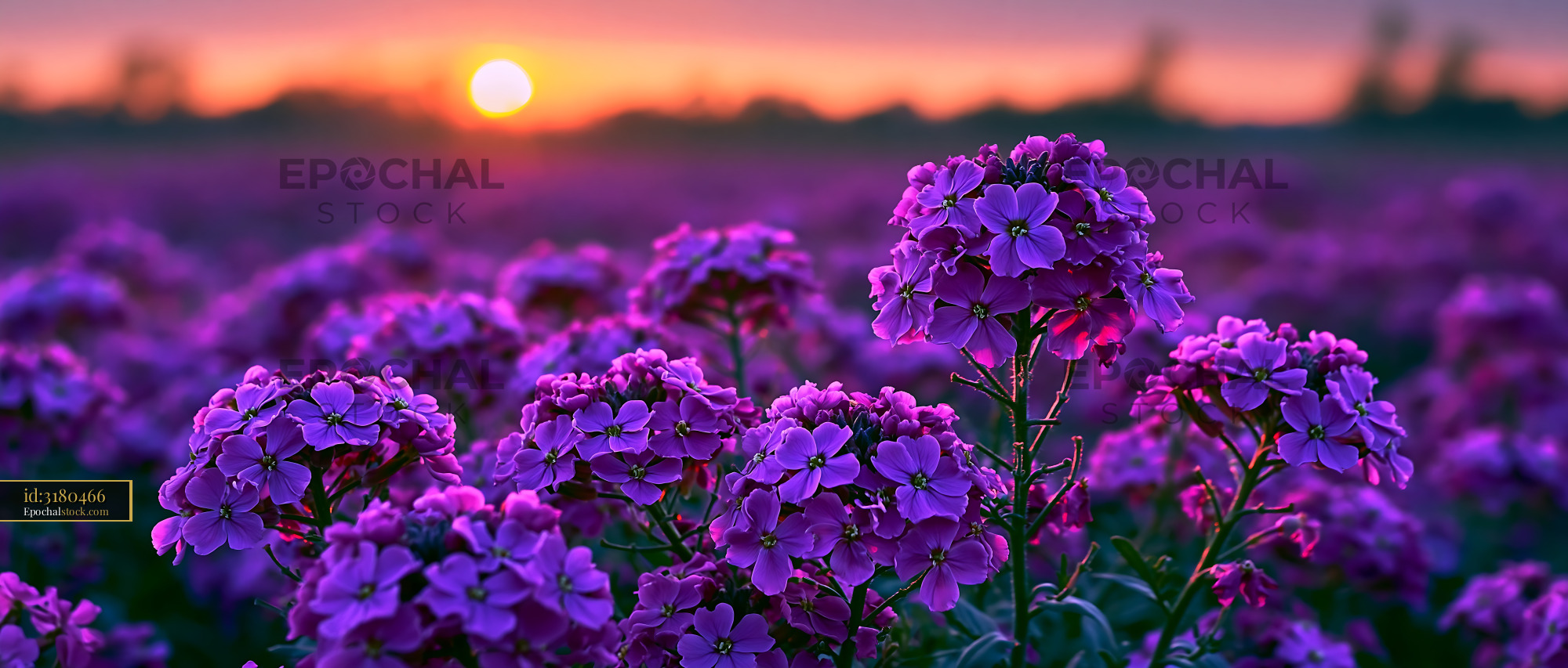 Watermarked full-resolution preview of Purple flowers bloom during sunset in a field