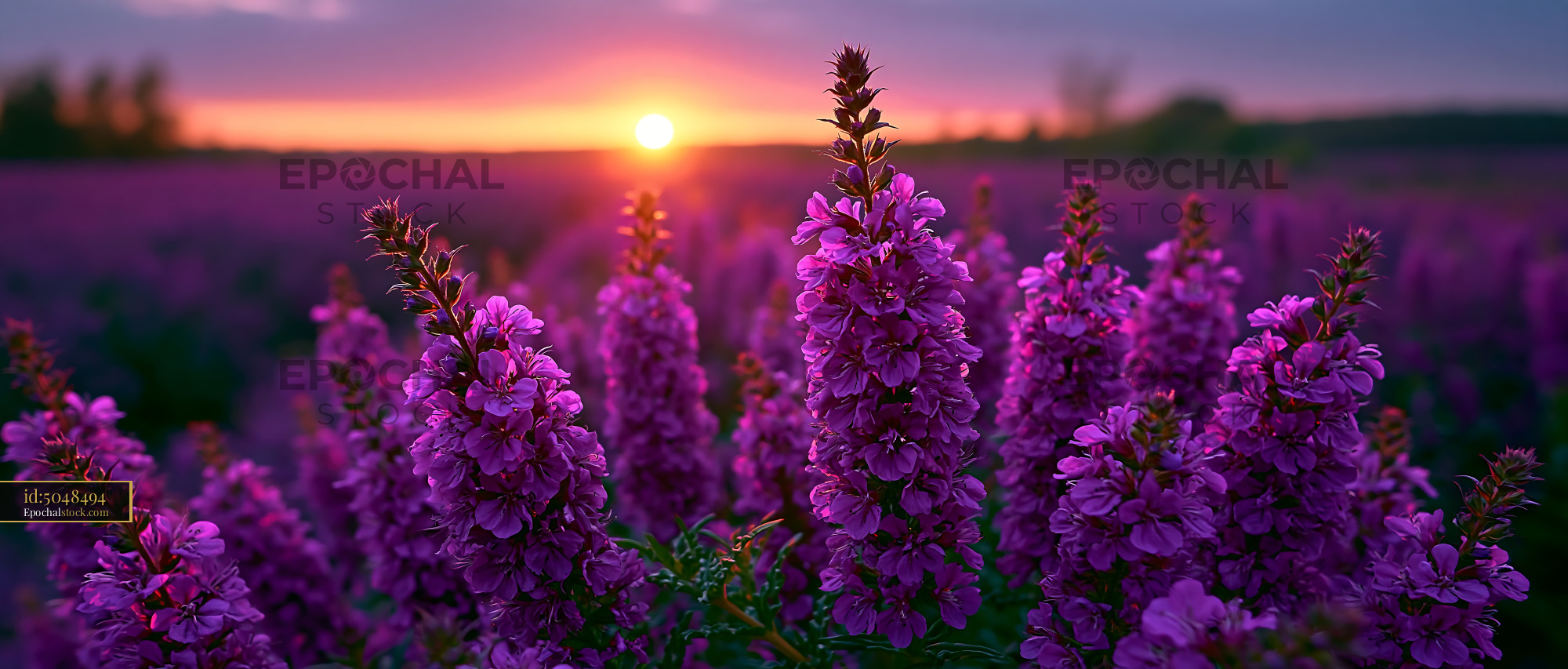 Purple Flowers Bloom at Sunset in Open Field With Soft Light - stock photo