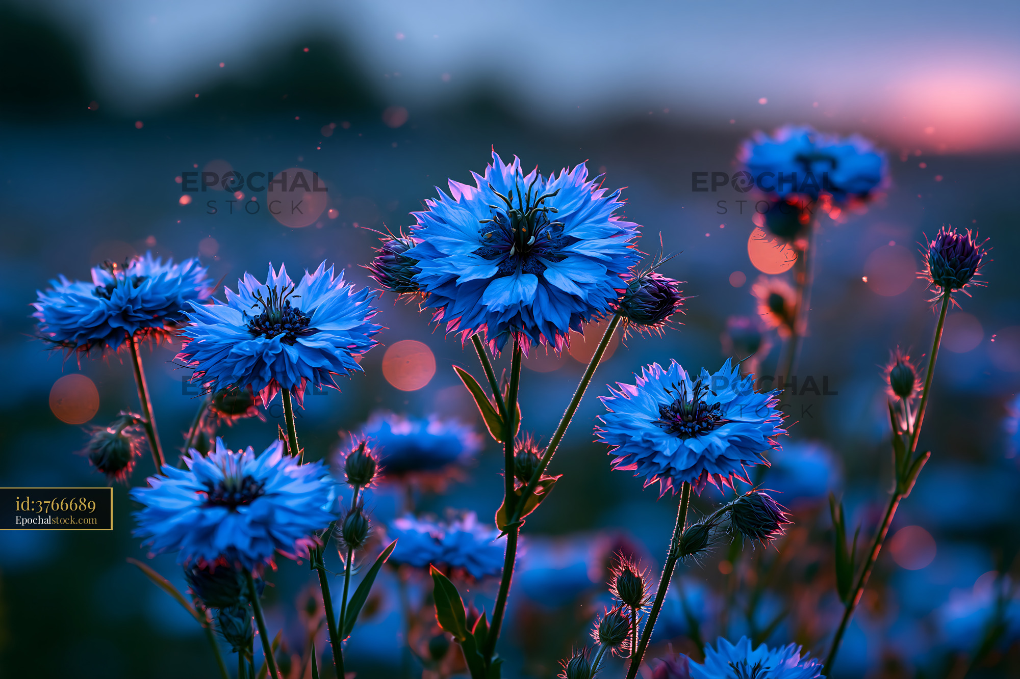 Watermarked full-resolution preview of Vivid blue flowers blooming in a field during sunset