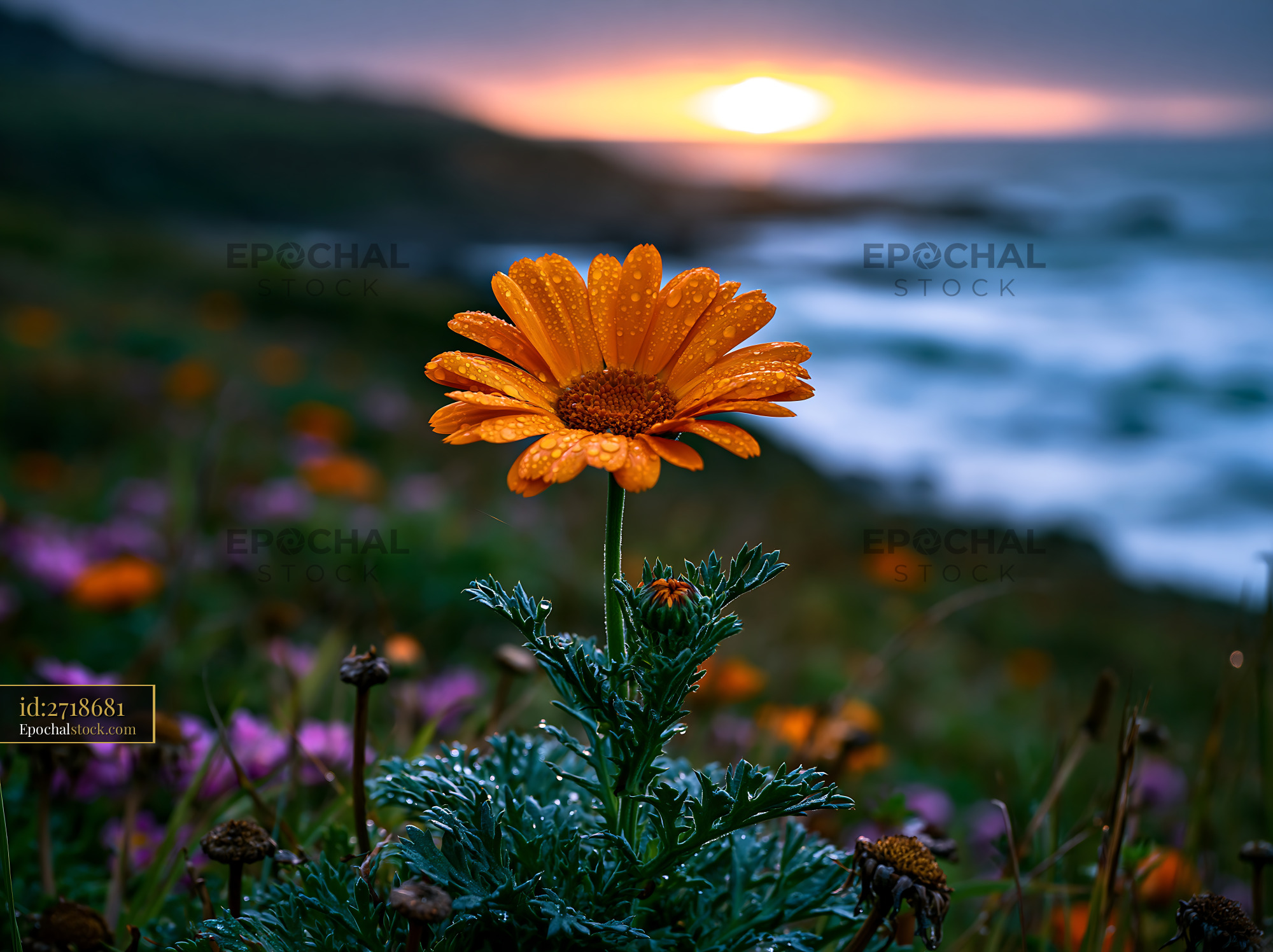 Watermarked full-resolution preview of Orange flower in front of ocean at sunset