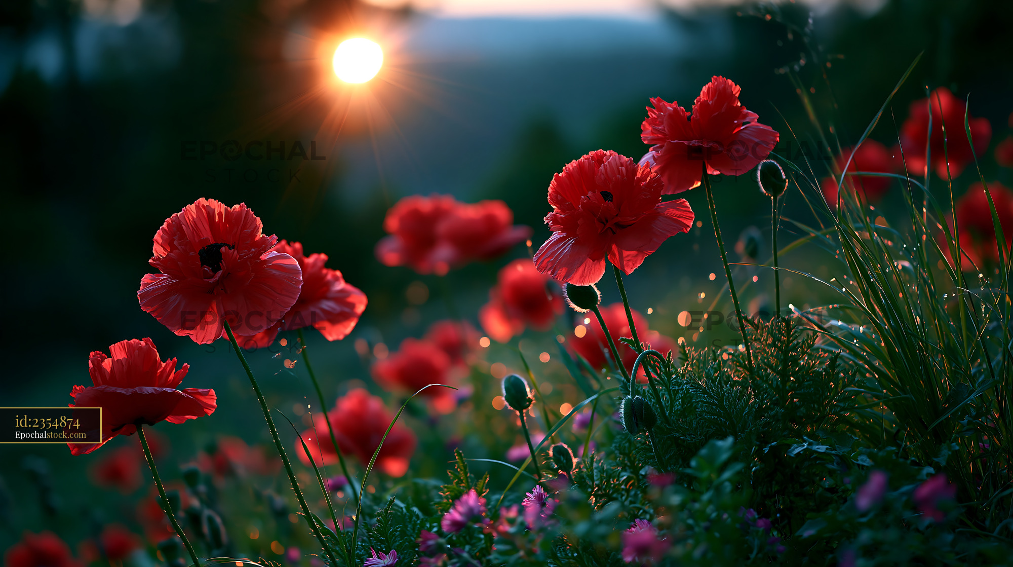 Watermarked full-resolution preview of Sunlight shining on red poppy flowers at dusk