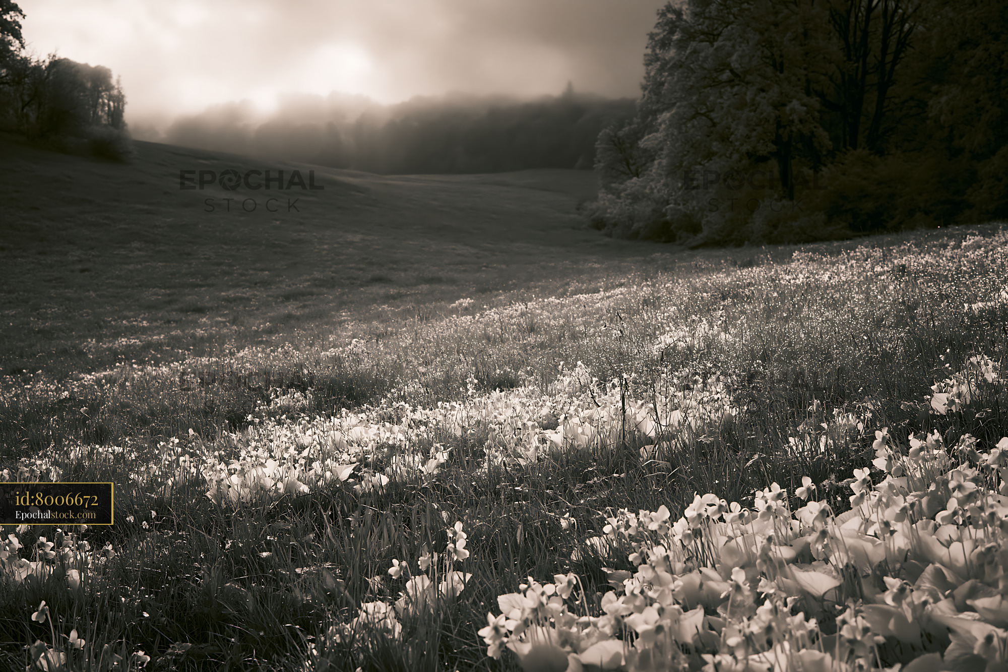 Watermarked full-resolution preview of Morning light shines on a field of flowers in black and white