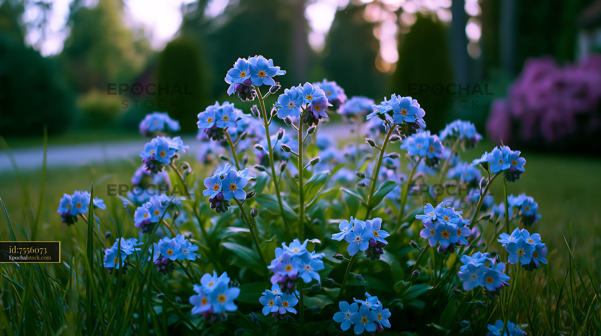 Watermarked full-resolution preview of Blue flowers blooming in a garden during golden hour